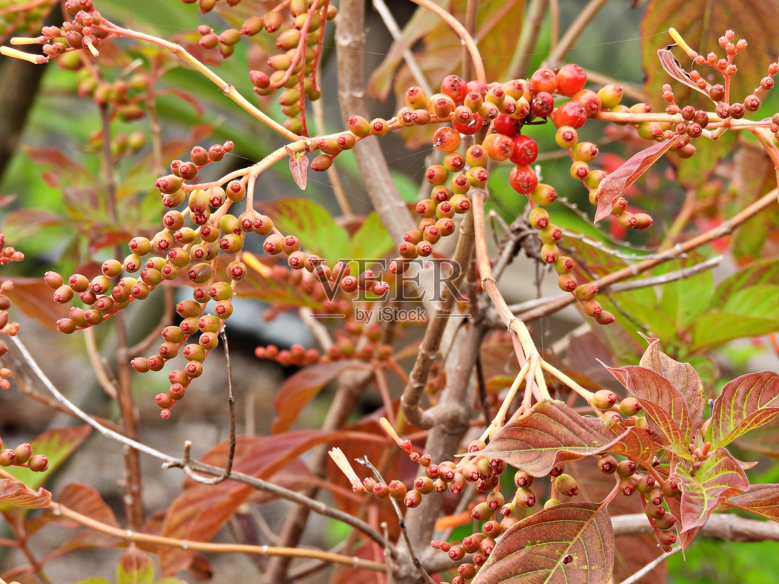火焰灌木（Hamelia Patens）- 花蕾特写照片摄影图片
