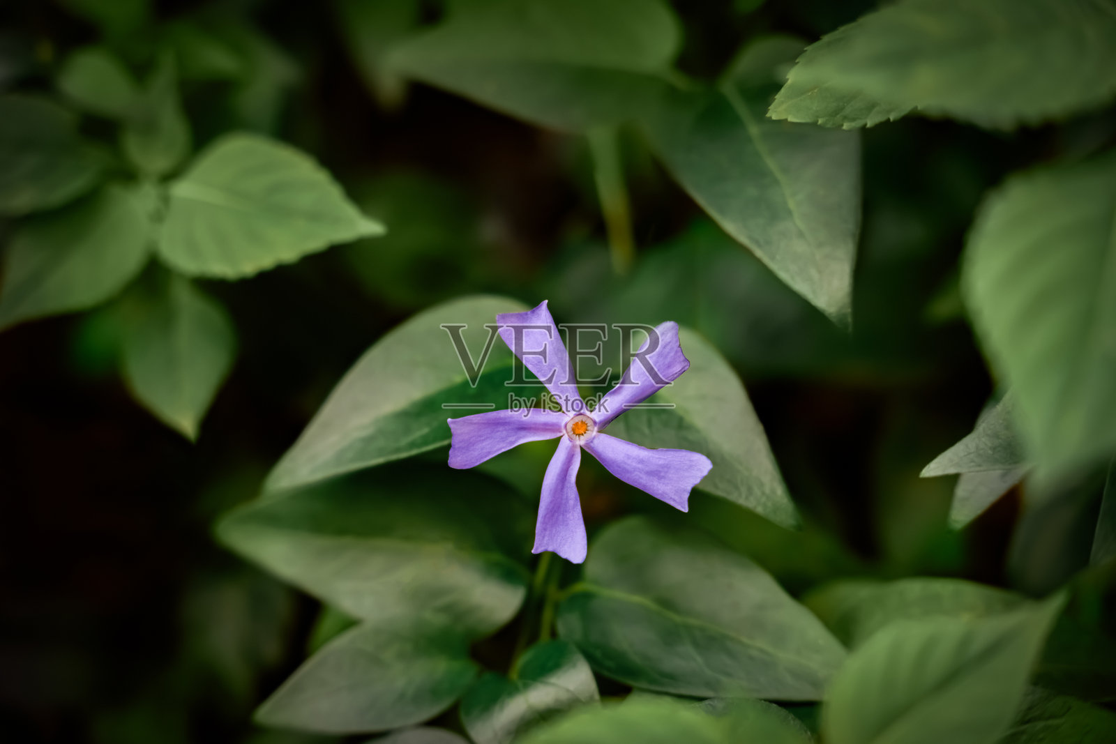 紫色花朵在晚春的花园中盛开，周围环绕着绿色叶子照片摄影图片
