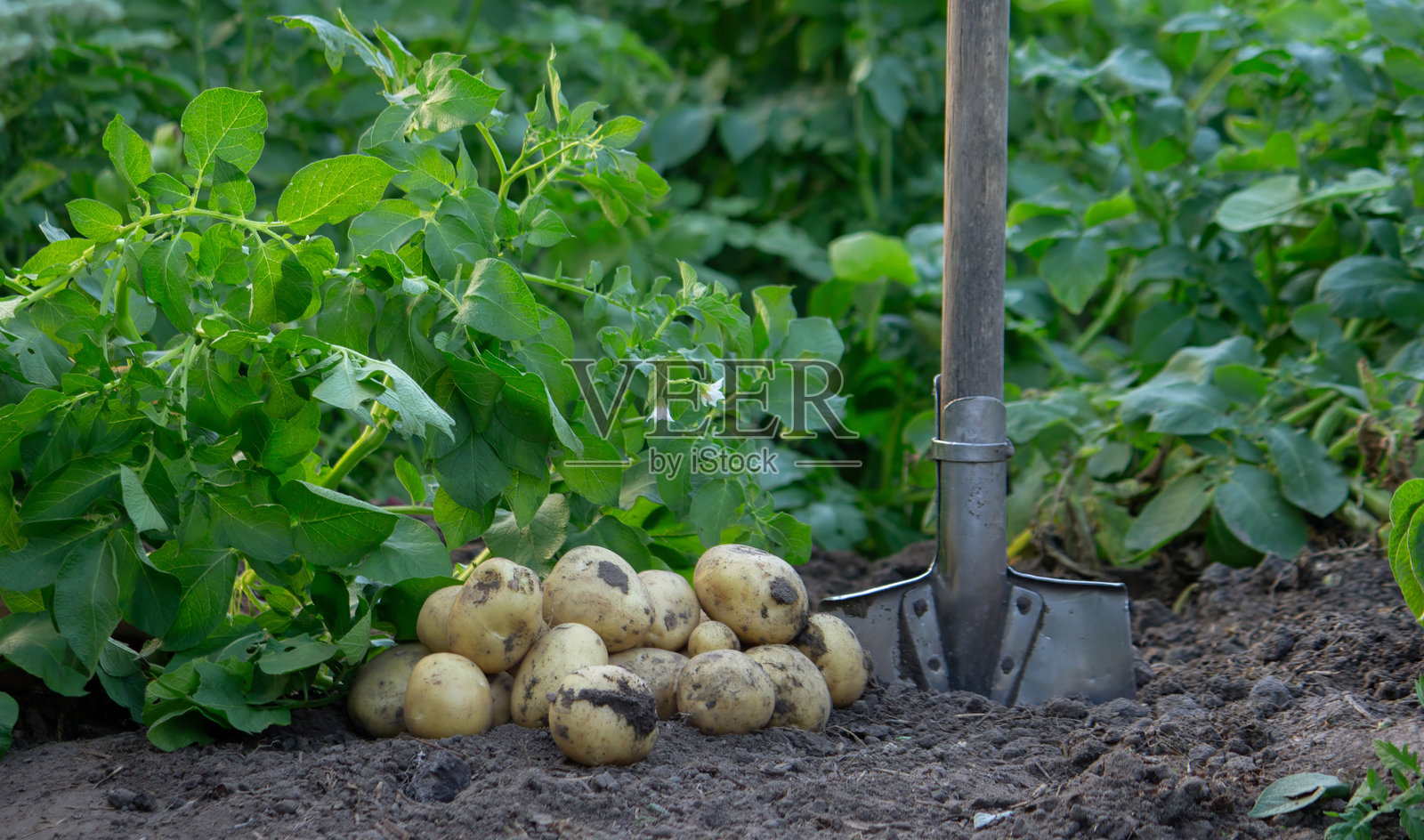新鲜的花园土豆收获照片摄影图片
