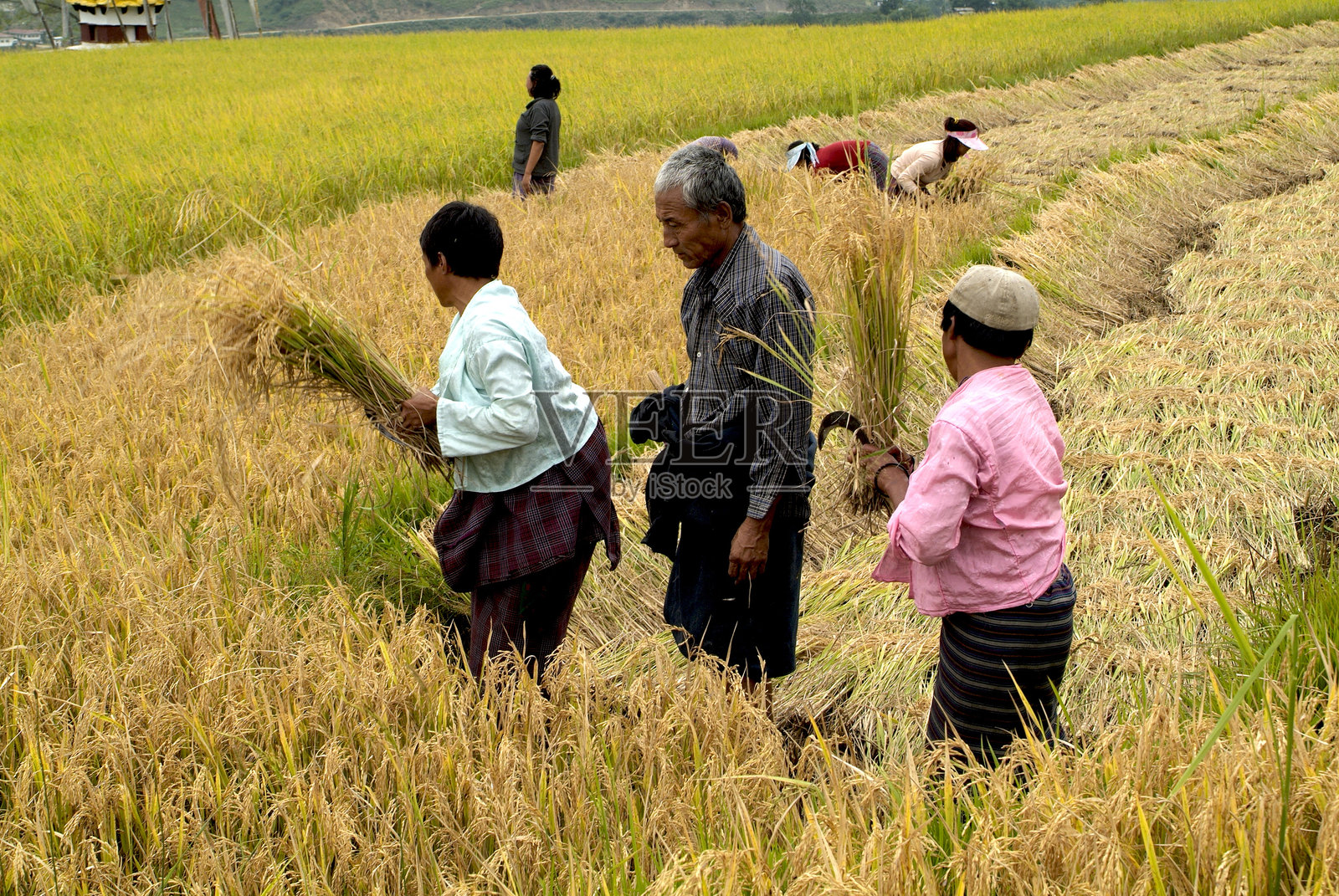 不丹,水稻种植照片摄影图片