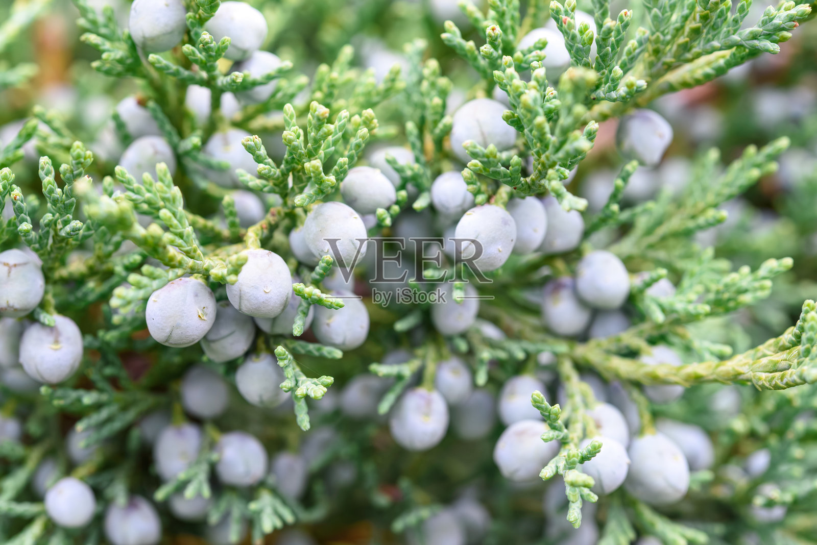 常青灌木刺柏浆果植物学照片摄影图片