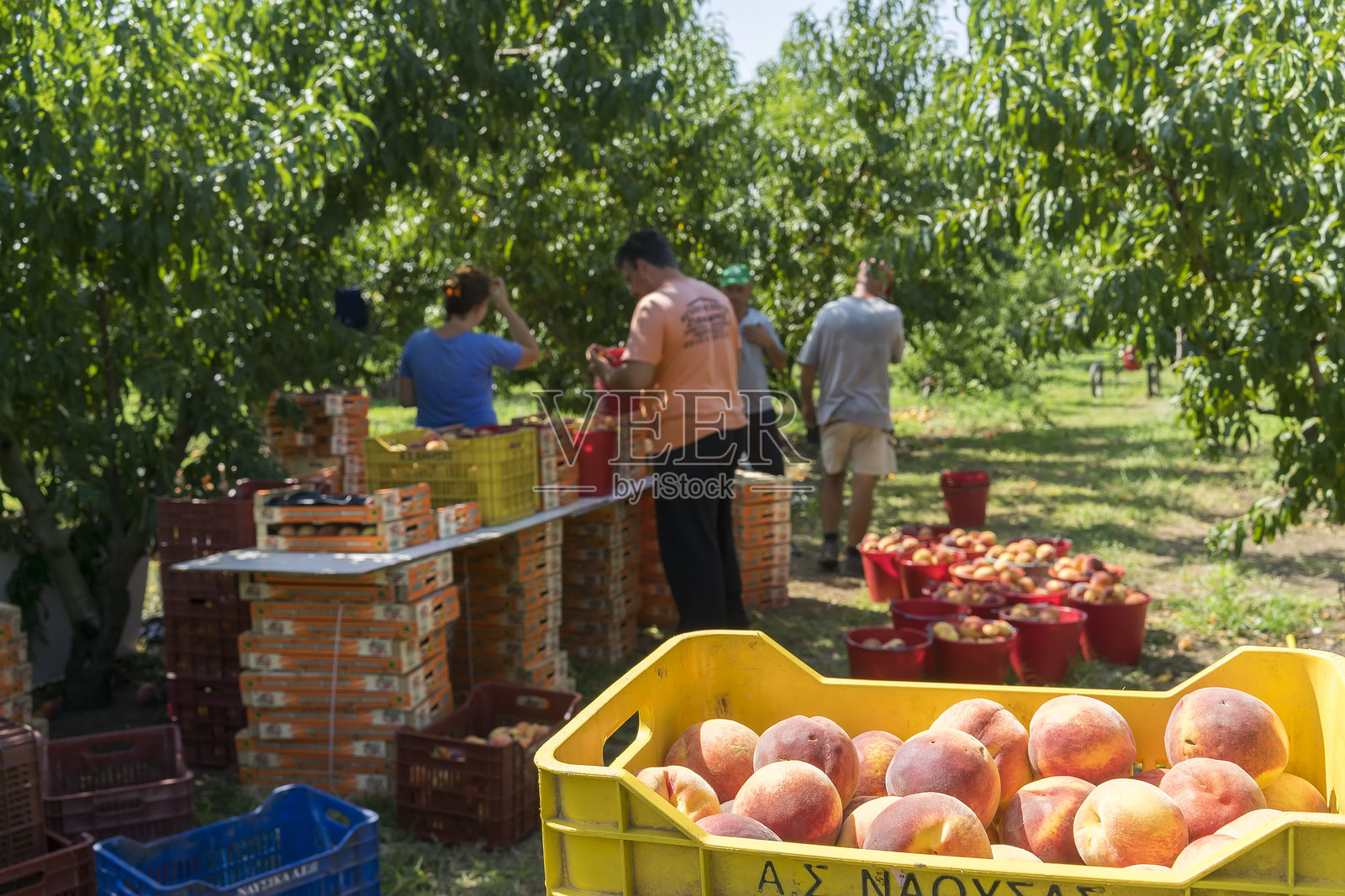 工人在工厂将成熟的桃子放入箱子里照片摄影图片