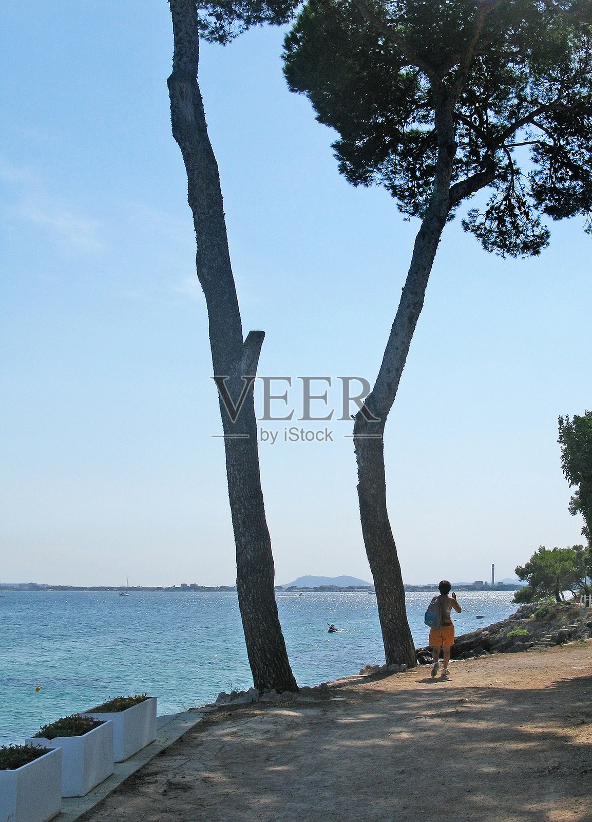 海边小径旁的大松树照片摄影图片