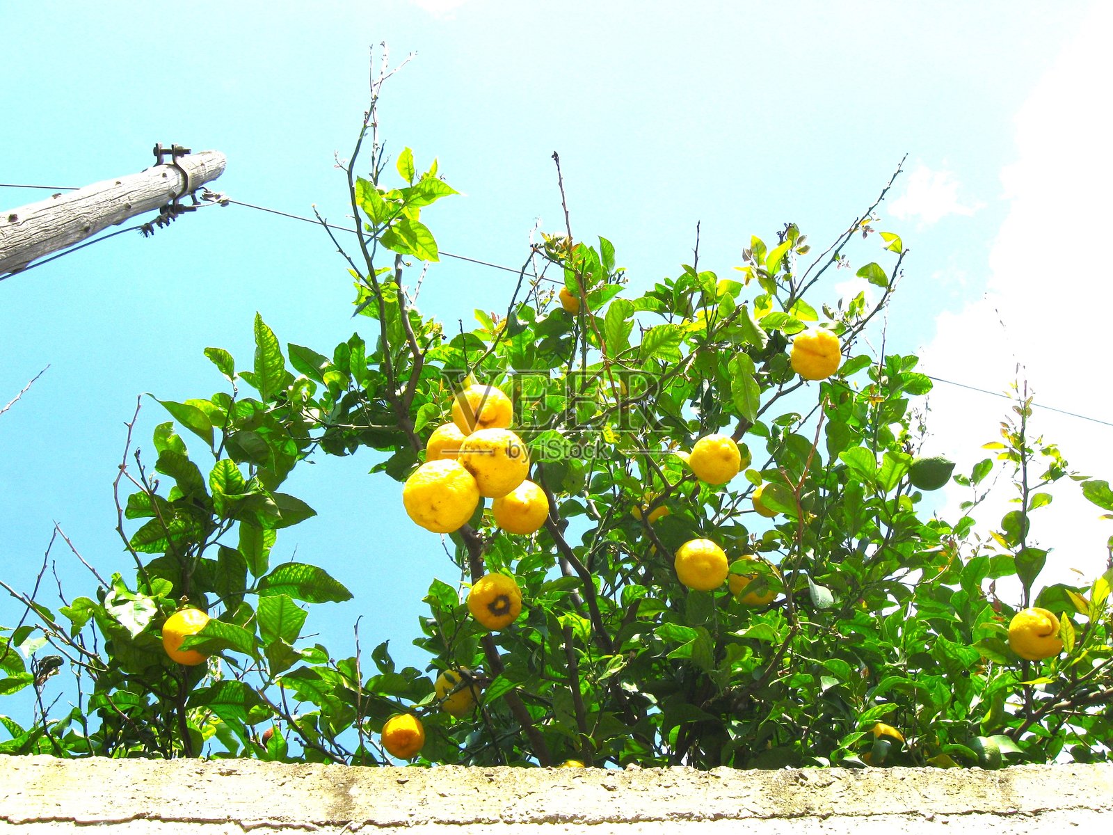柠檬树照片摄影图片