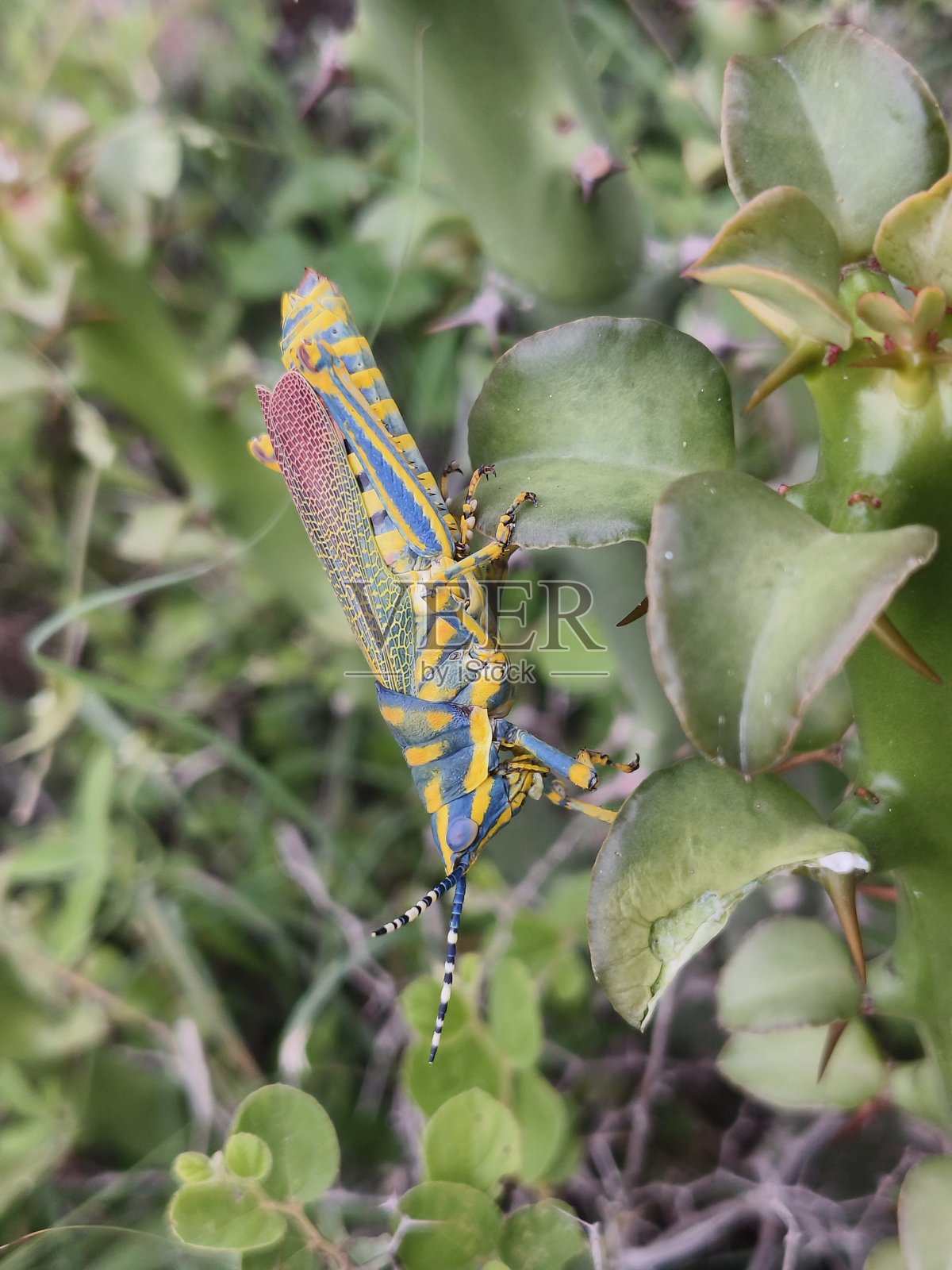 彩绘蚱蜢照片摄影图片