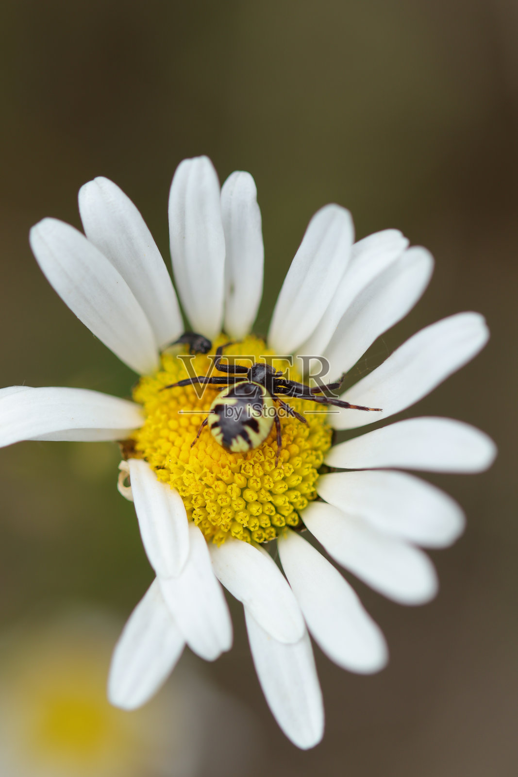 拿破仑蛛 --- 球形拿破仑蛛 (Synema globosum)照片摄影图片