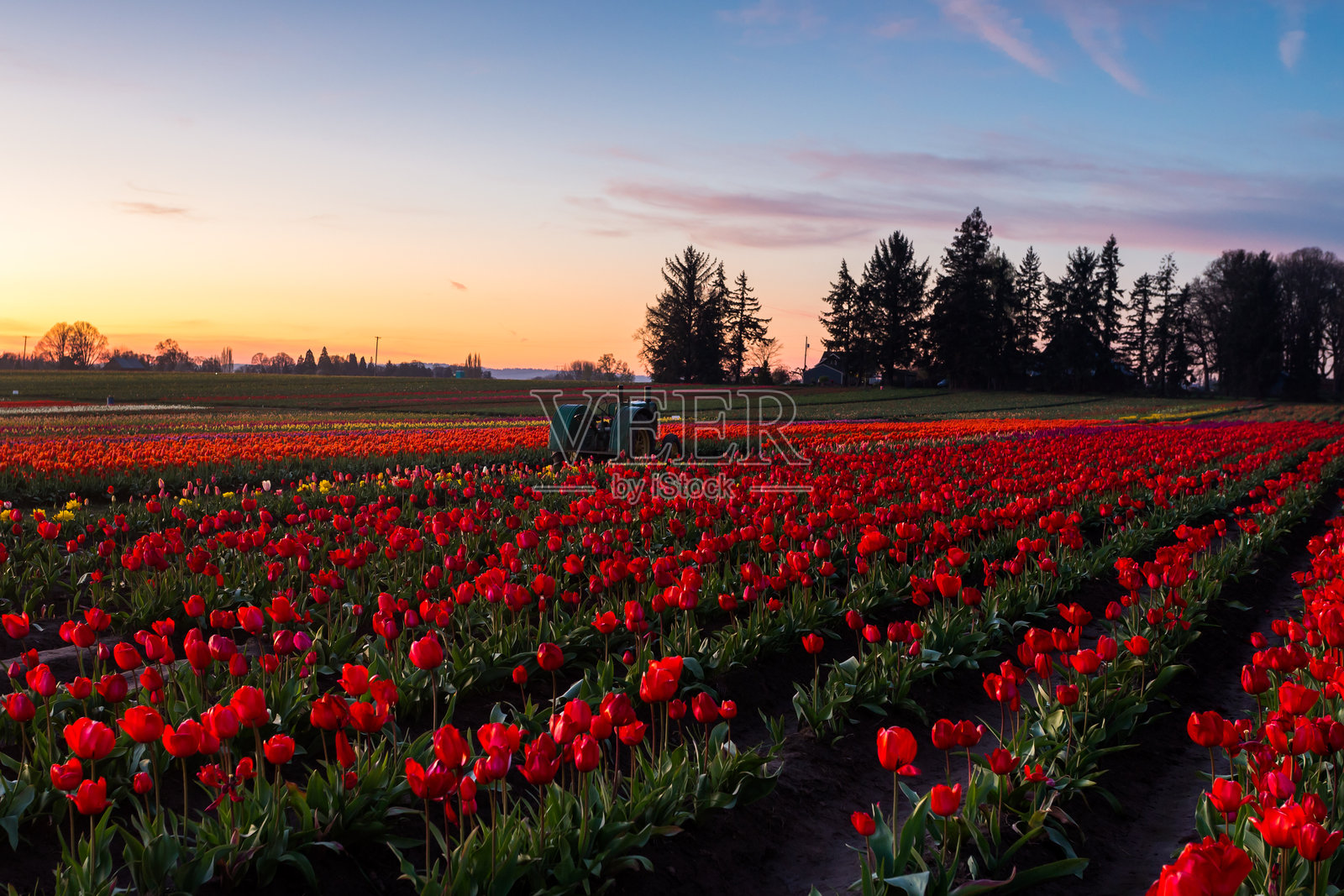 黄昏时分的郁金香花田照片摄影图片