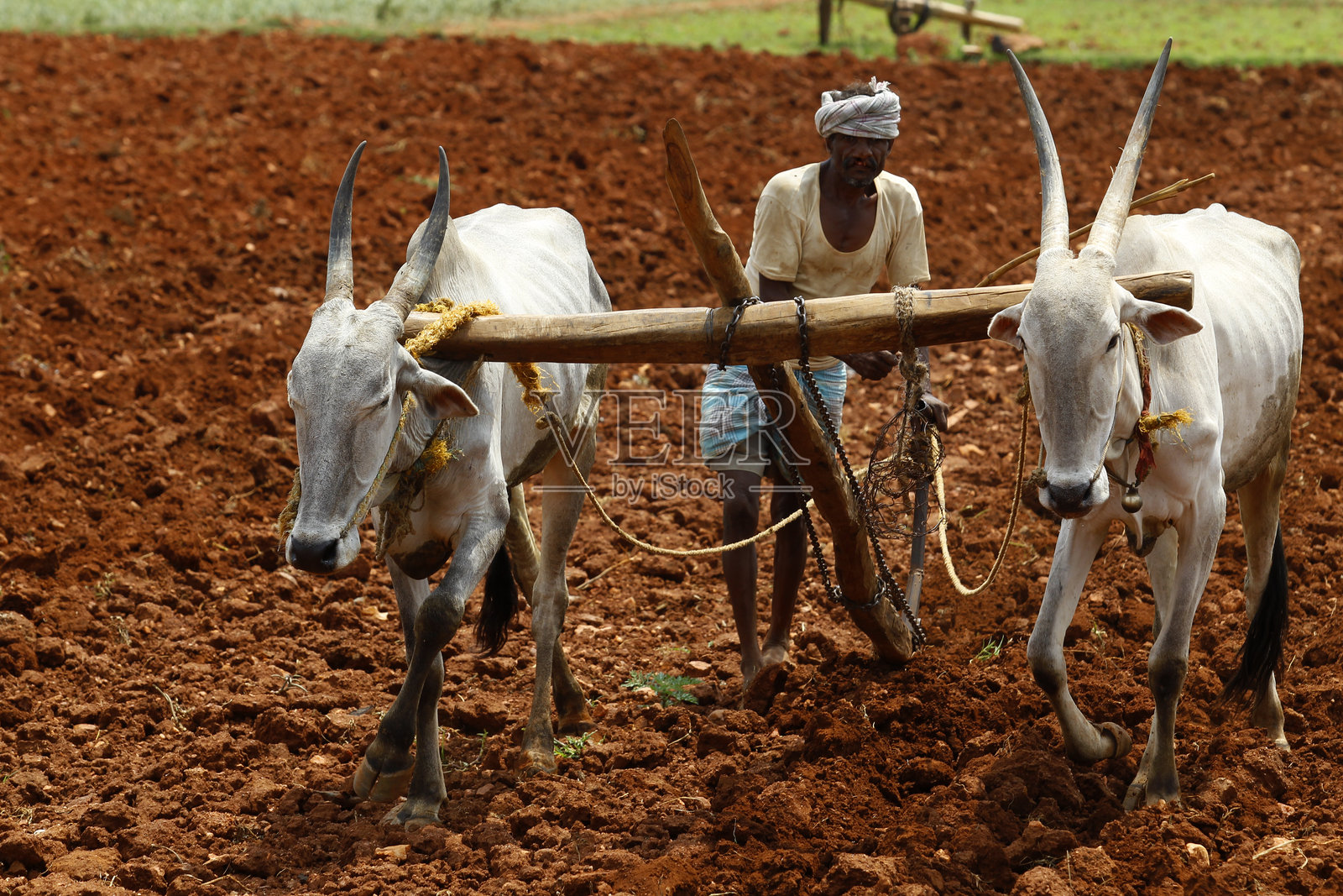 男子用牛耕地照片摄影图片