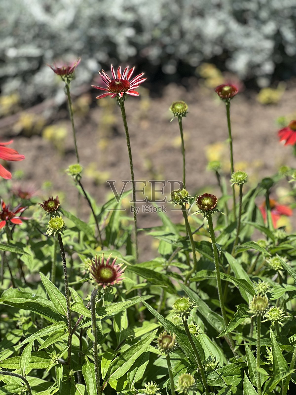 红色雏菊背景照片摄影图片