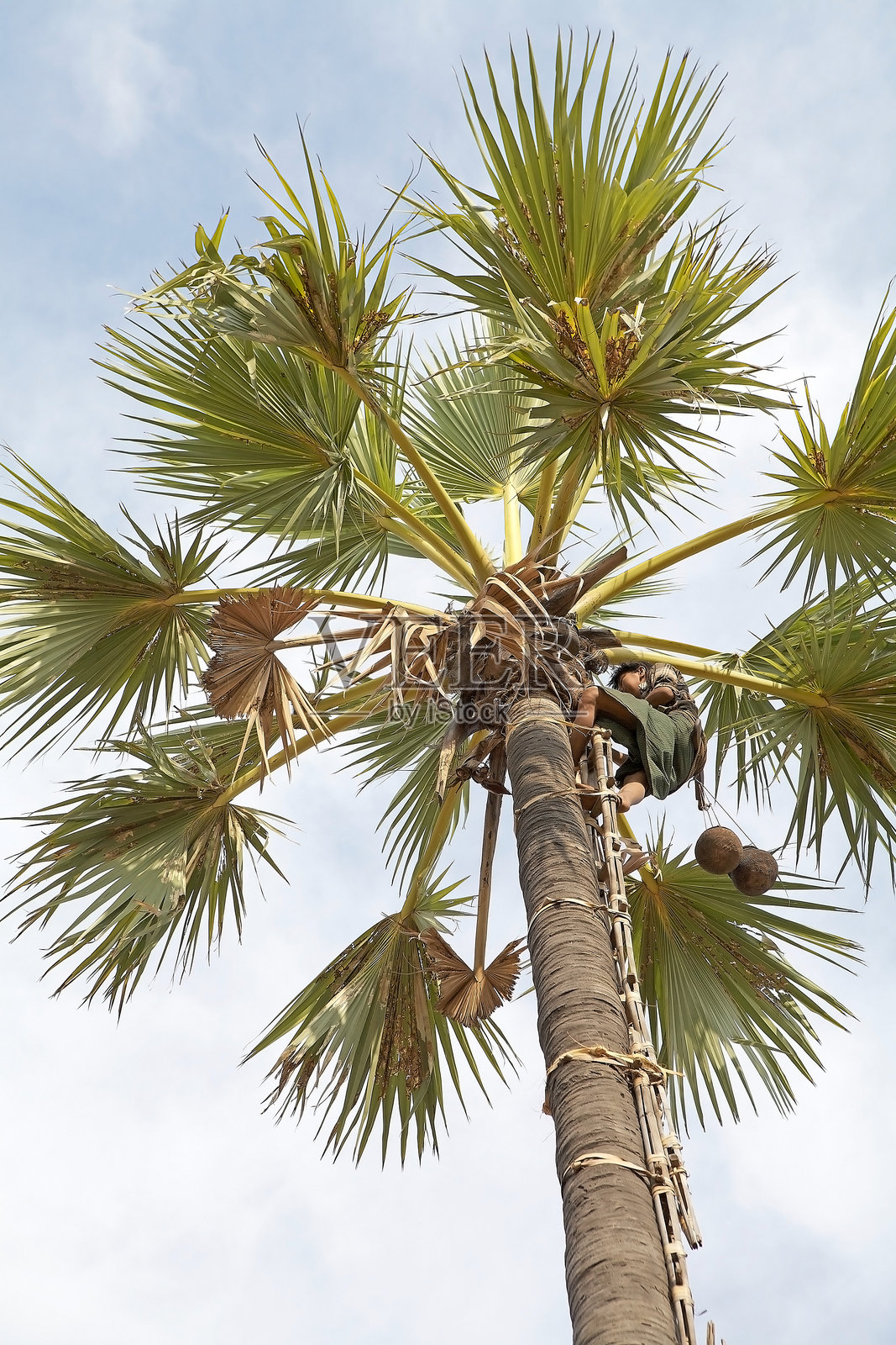 缅甸的糖椰子汁采集工人照片摄影图片
