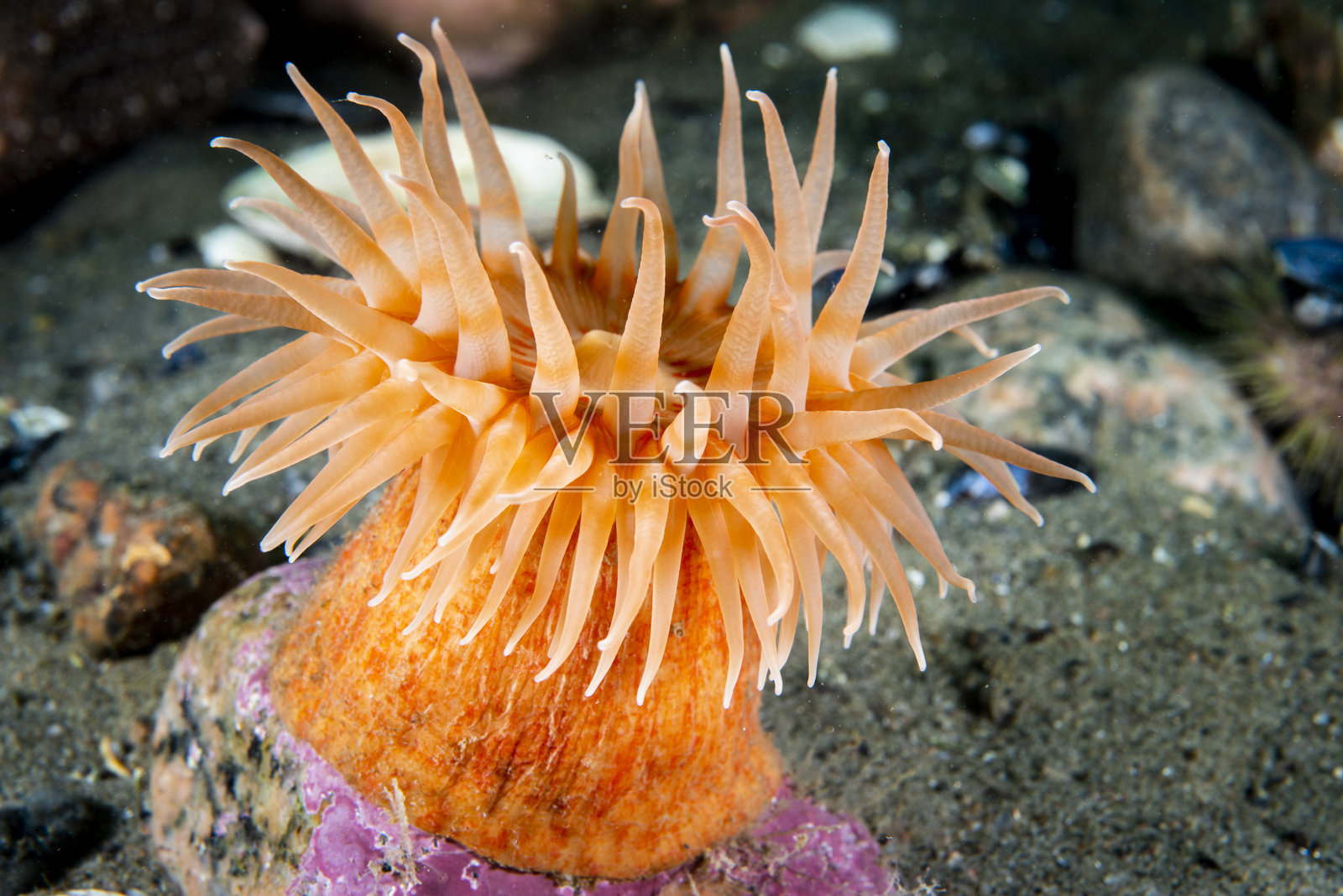 红色斯托姆菲亚海葵照片摄影图片