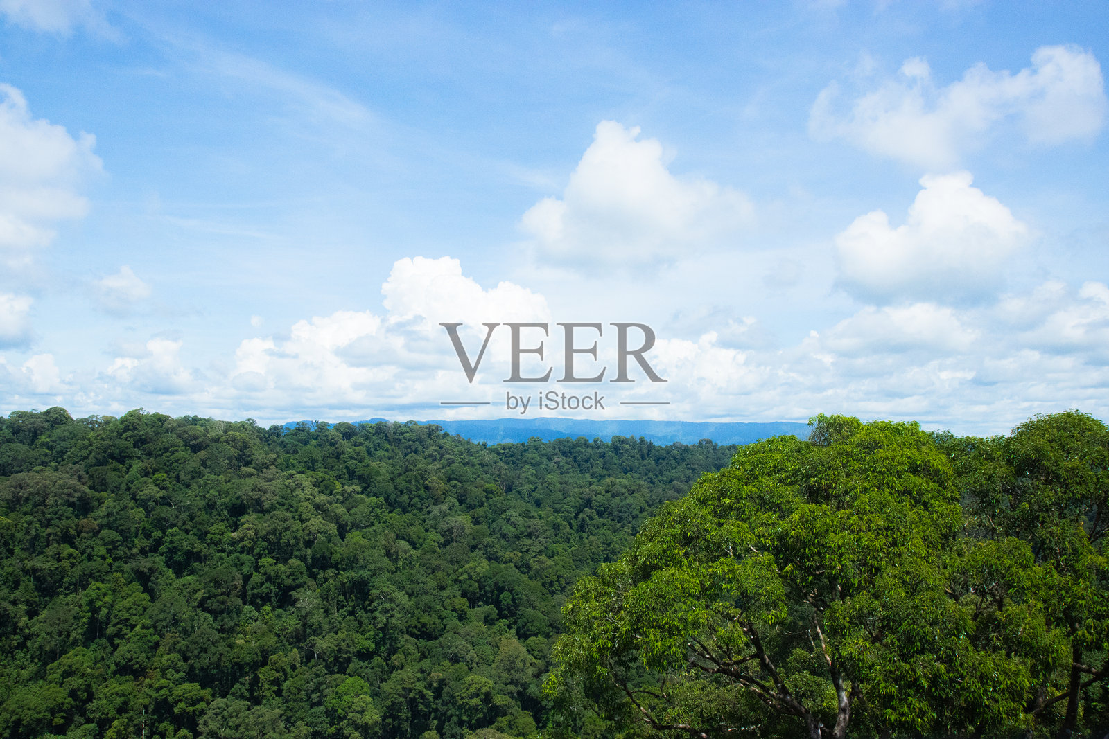 探索文莱的登布龙国家公园 - 热带丛林与河流冒险照片摄影图片