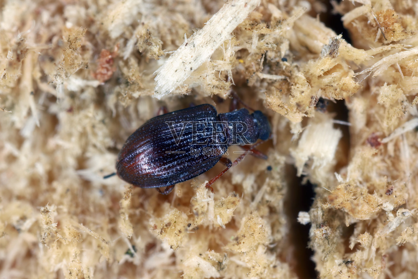 微小的棕色清道夫甲虫（Latridiidae）在木材上。高倍放大。照片摄影图片