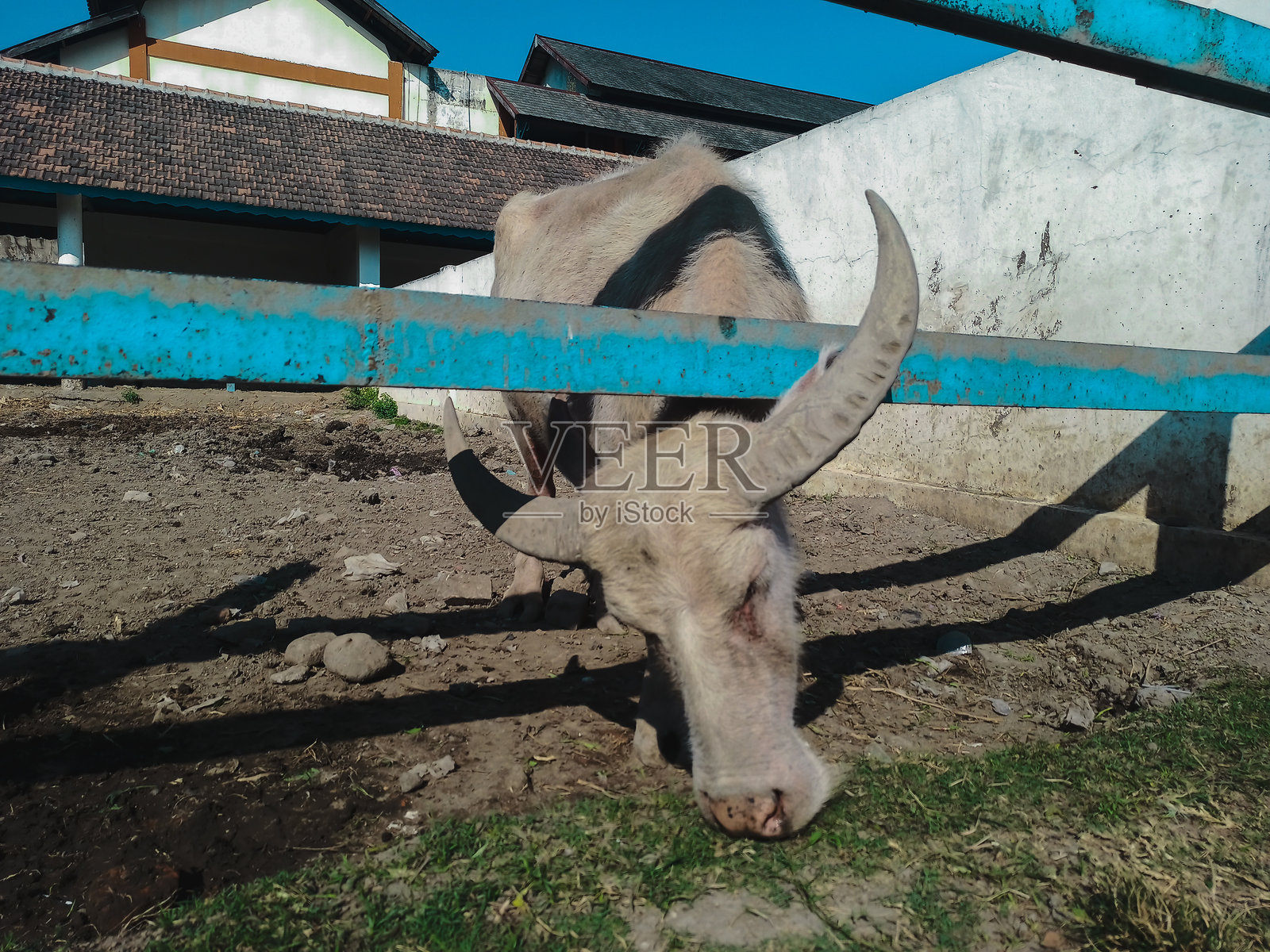 白色水牛在圈舍里贪婪地吃草照片摄影图片