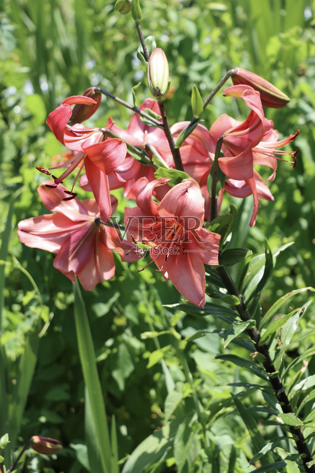 粉色百合花照片摄影图片