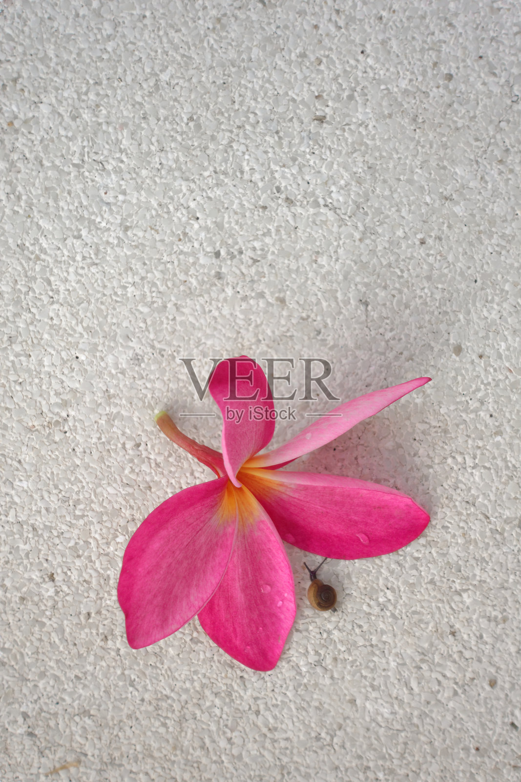 宁静的特写镜头，鲜艳的粉色鸡蛋花静静地 resting 在平静的蓝色游泳池边缘。照片摄影图片