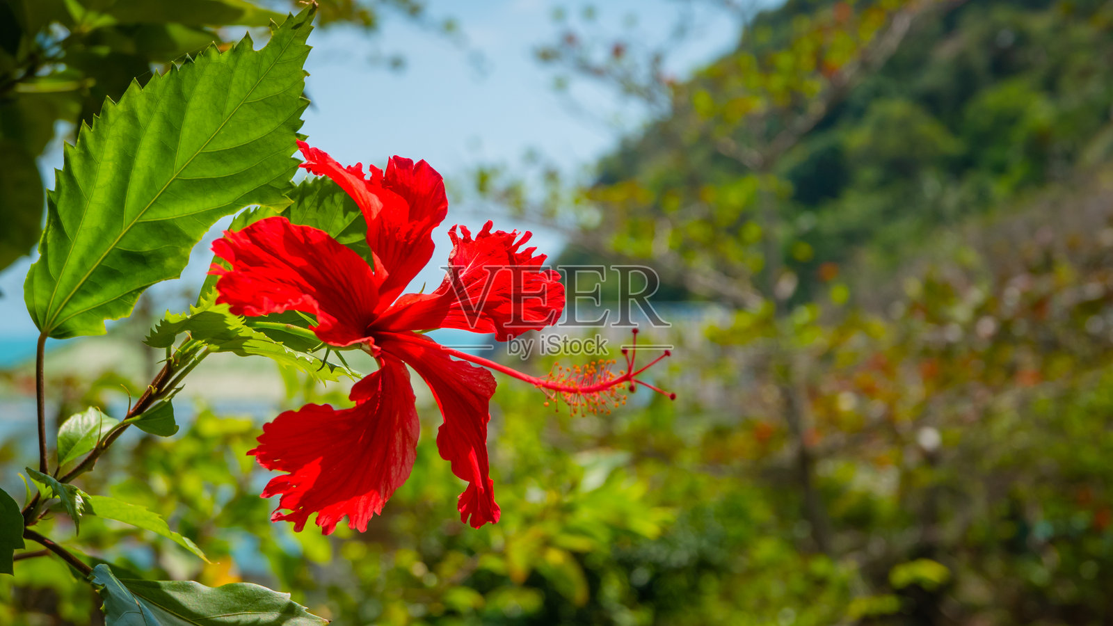 热带异国花卉的橙色花瓣和绿色大叶子照片摄影图片