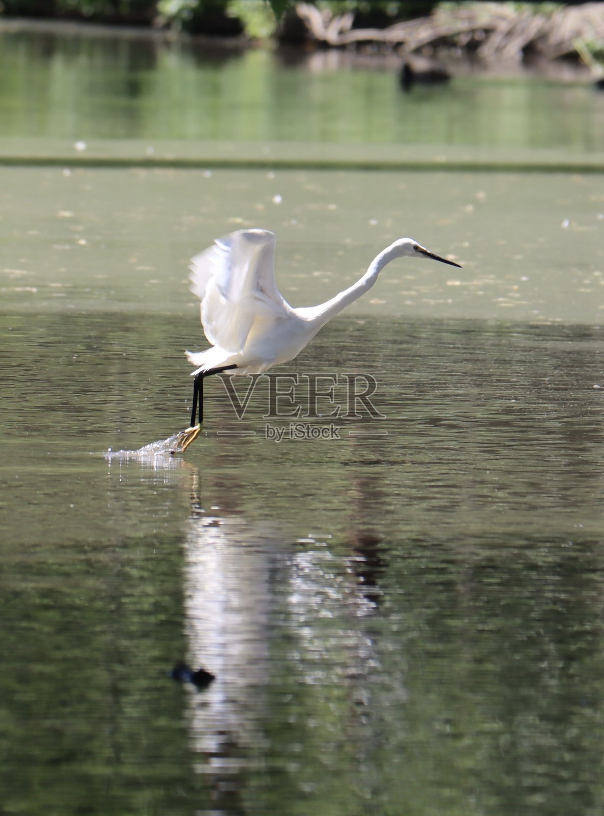 一只白鹭在水面上飞翔照片摄影图片