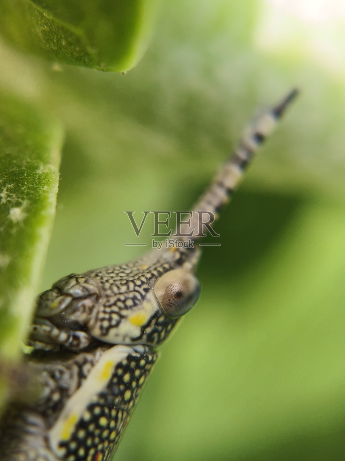 蚱蜢的眼睛照片摄影图片