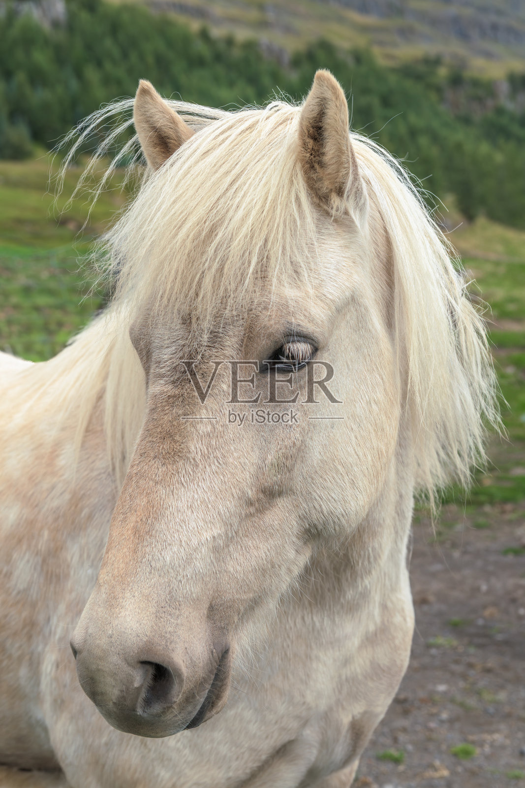白色冰岛马的肖像照片摄影图片