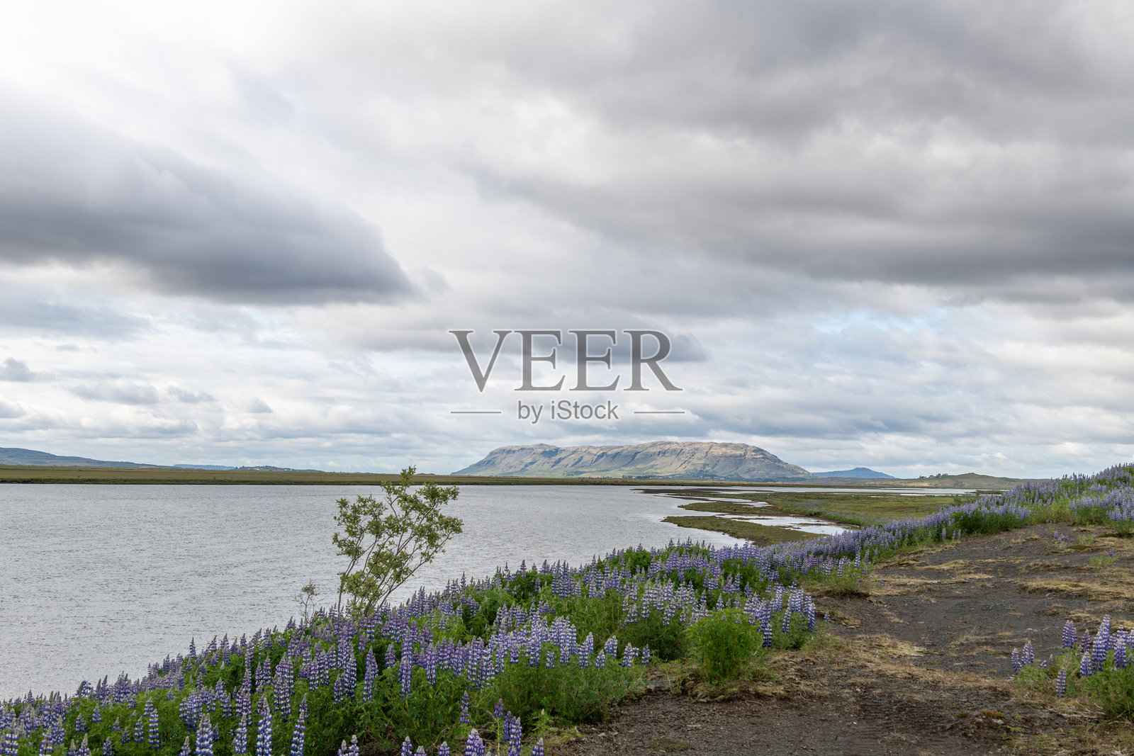 河岸上的紫花狼毒。照片摄影图片