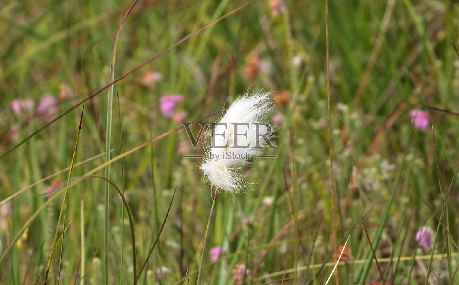 草地上的柔美照片摄影图片