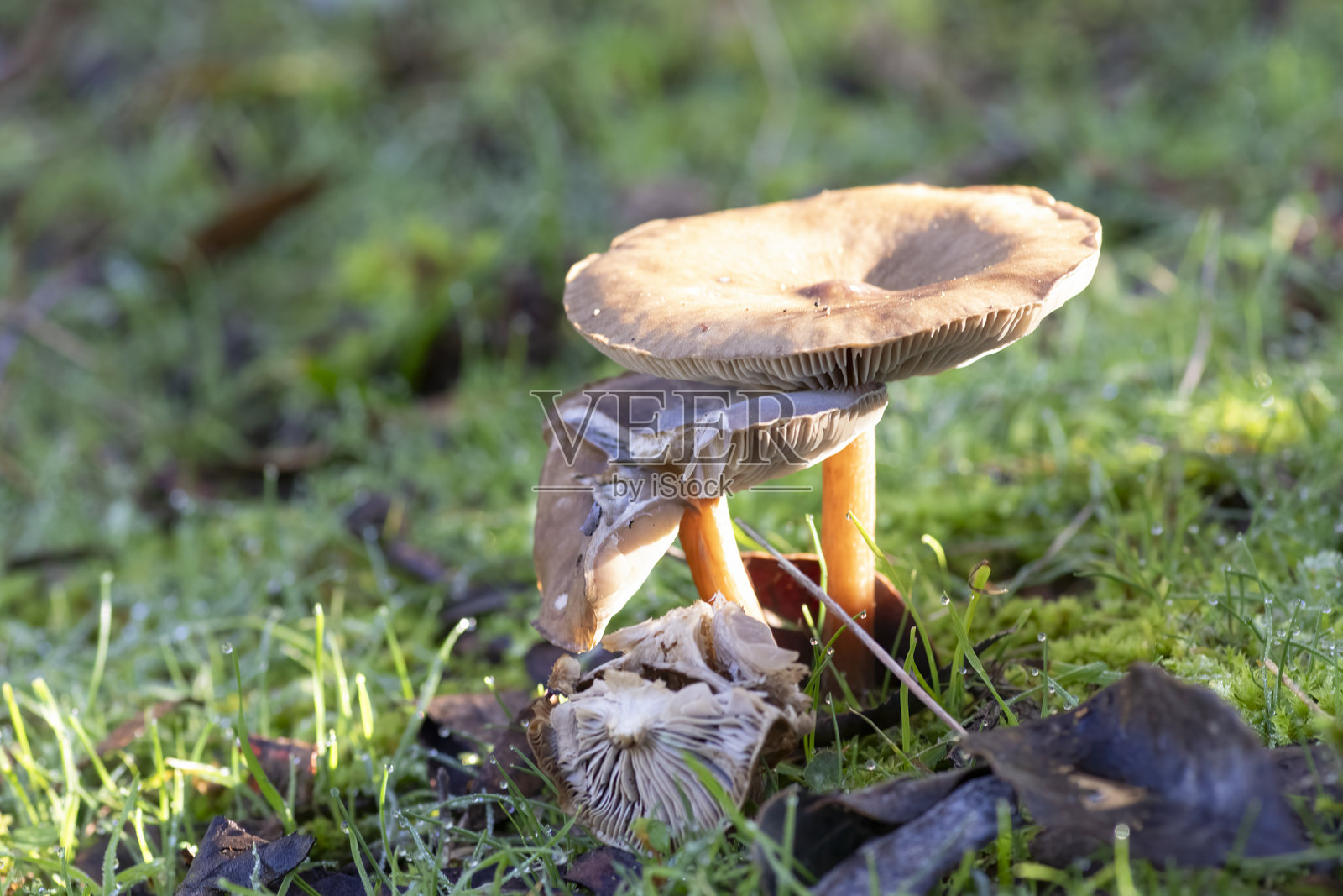 在智利中部的绿草丛中生长的凹顶野生蘑菇照片摄影图片
