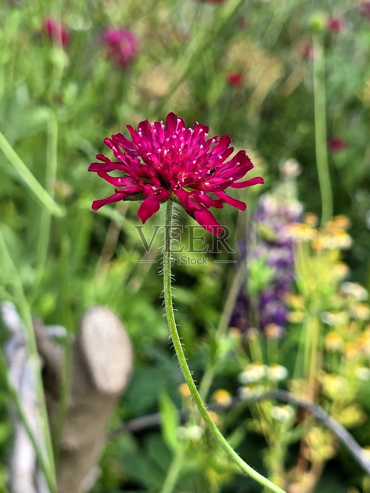 温哥华法尔斯溪海堤绿道格兰维尔岛附近苏特克利夫公园花坛中的植物特写 – 2025年7月12日照片摄影图片