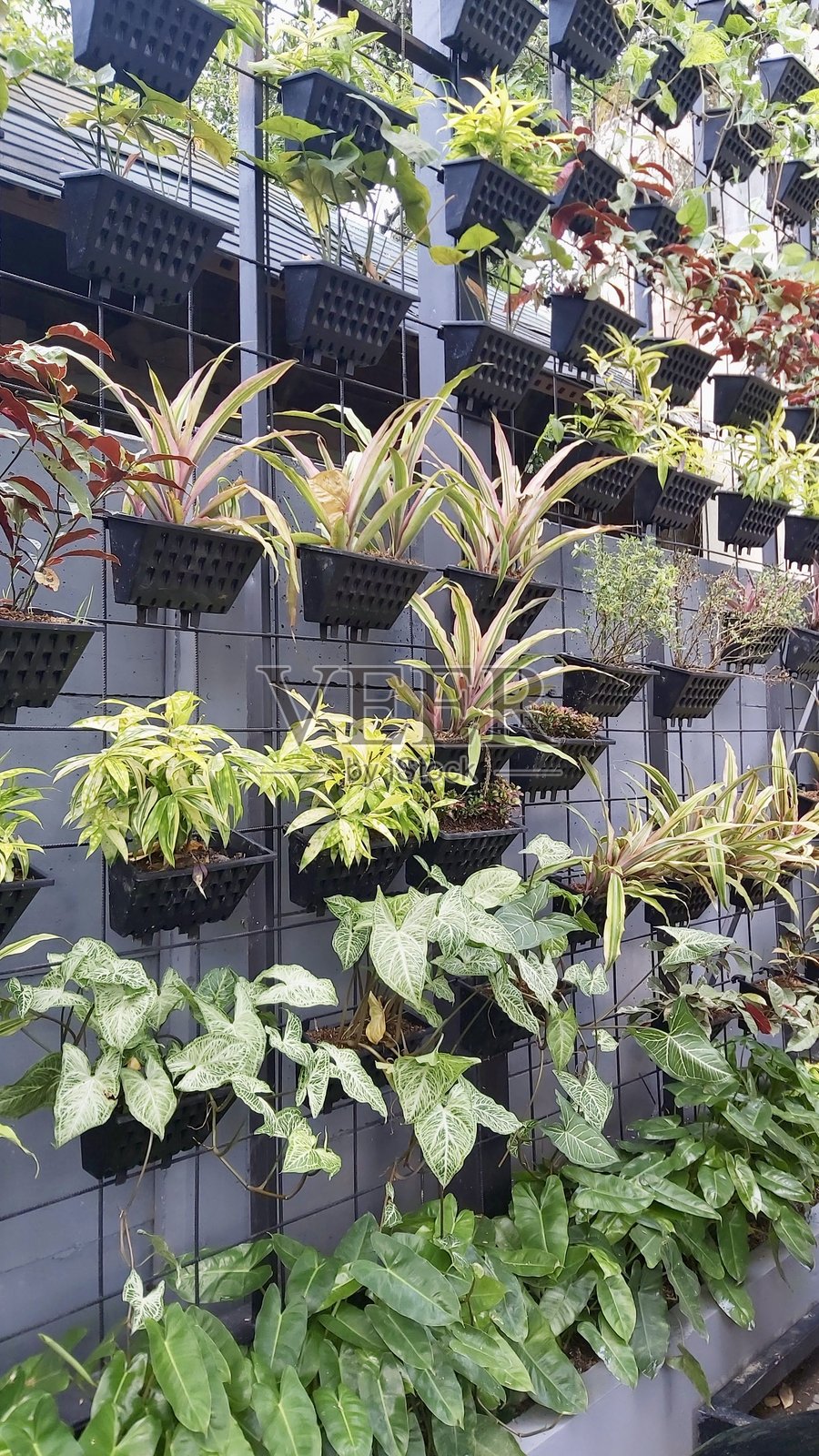 垂直花园种植区照片摄影图片