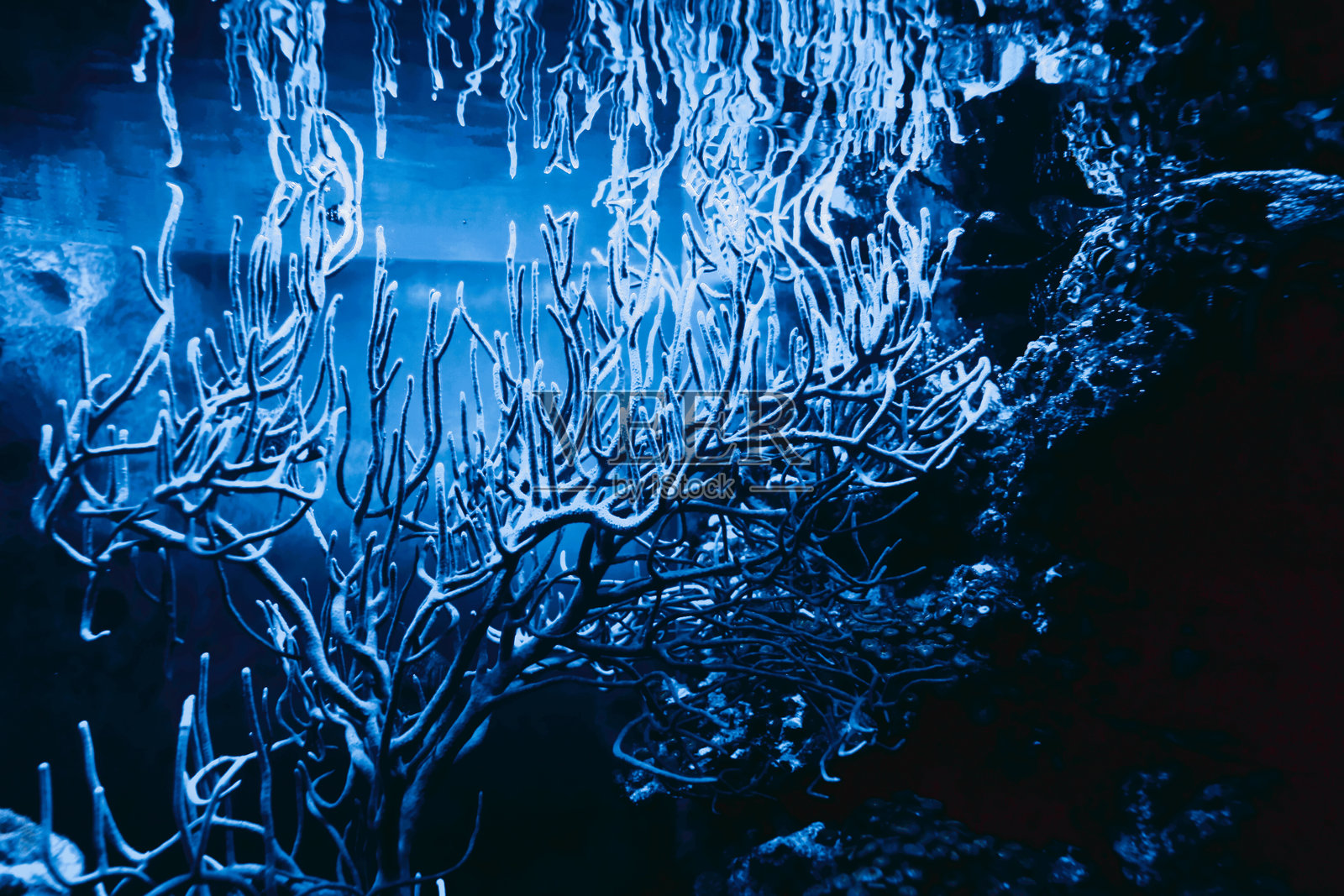 水下世界水族馆植物珊瑚照片摄影图片