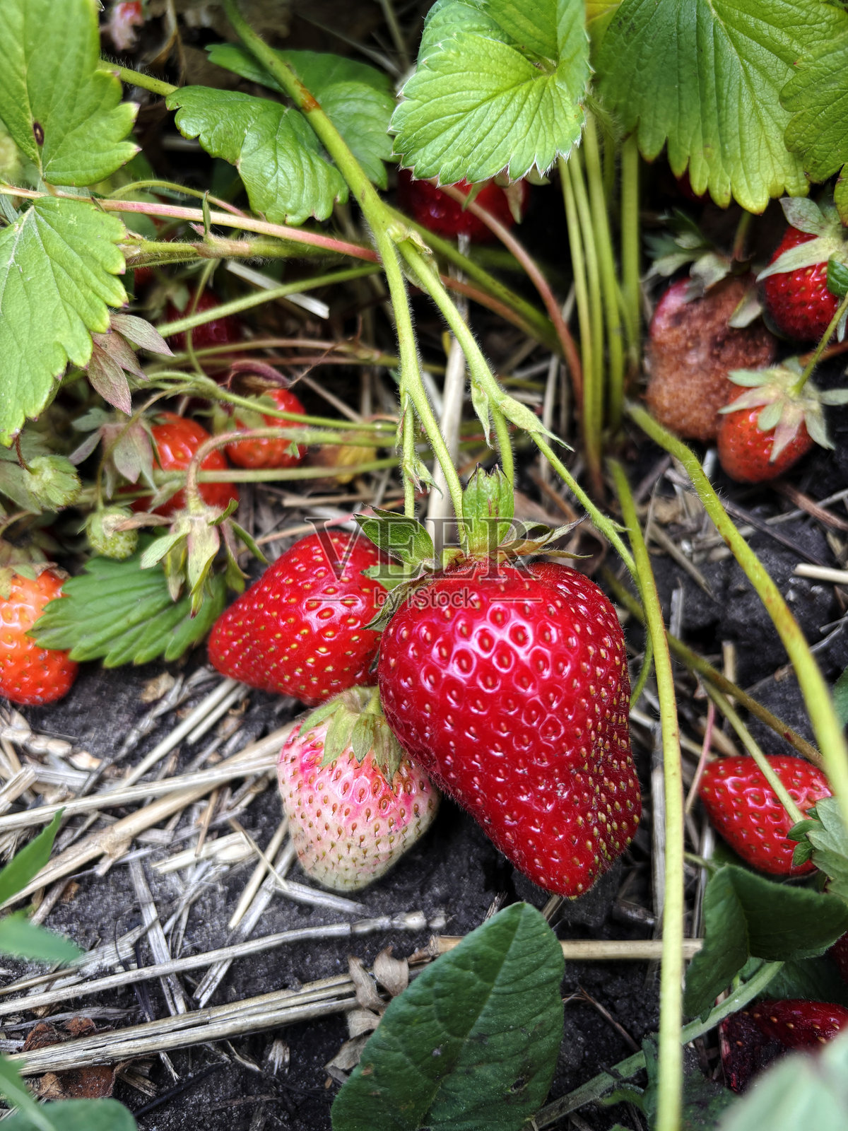 新鲜成熟的红草莓在花园床上生长，绿叶环绕，夏季丰收的天然水果照片摄影图片
