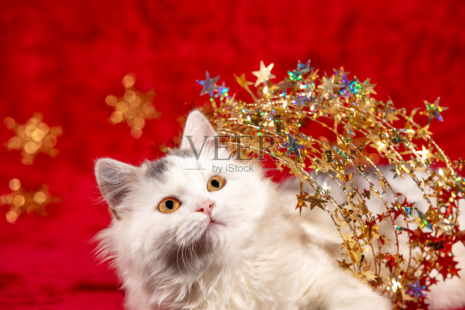 有趣的小猫被圣诞闪光花环包裹，躺在红色毛毯上。圣诞节概念。照片摄影图片