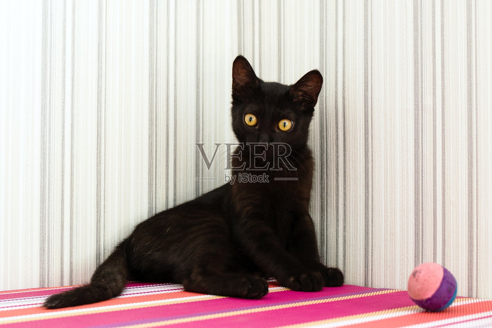 可爱的黑色小猫在家中条纹表面上与玩具球摆姿势，眼睛引人注目。照片摄影图片