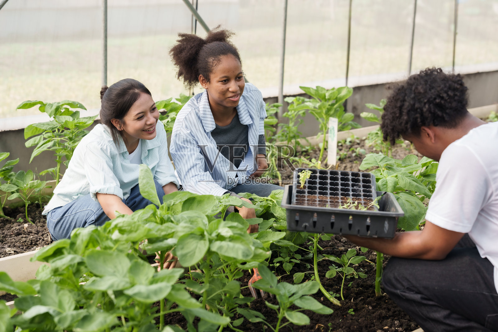一群青少年学生在学校温室内进行有机农业课程的种植活动，专注于团队合作、植物护理和可持续农业技术。照片摄影图片