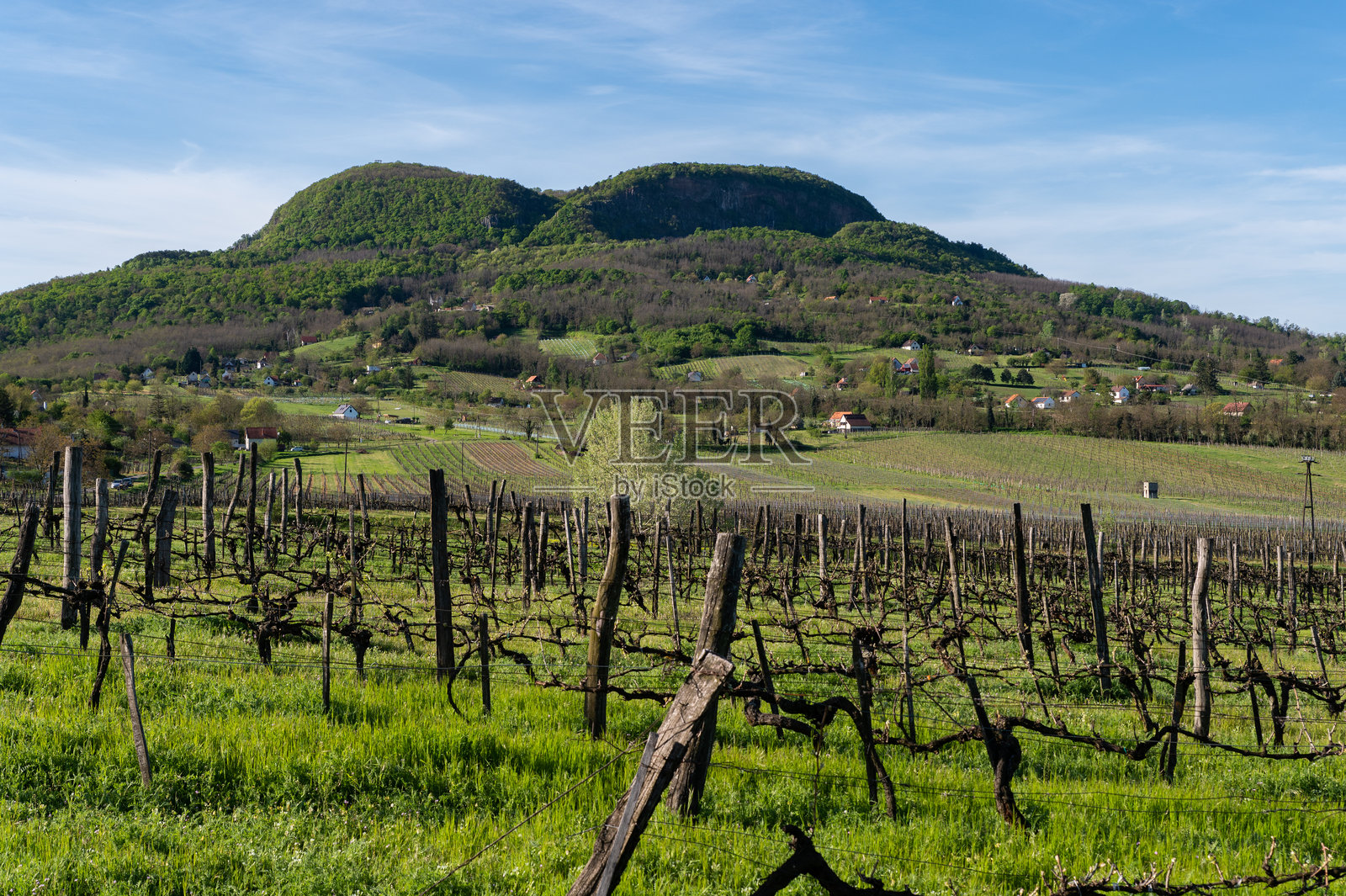巴达乔尼山下的春季葡萄园行列照片摄影图片