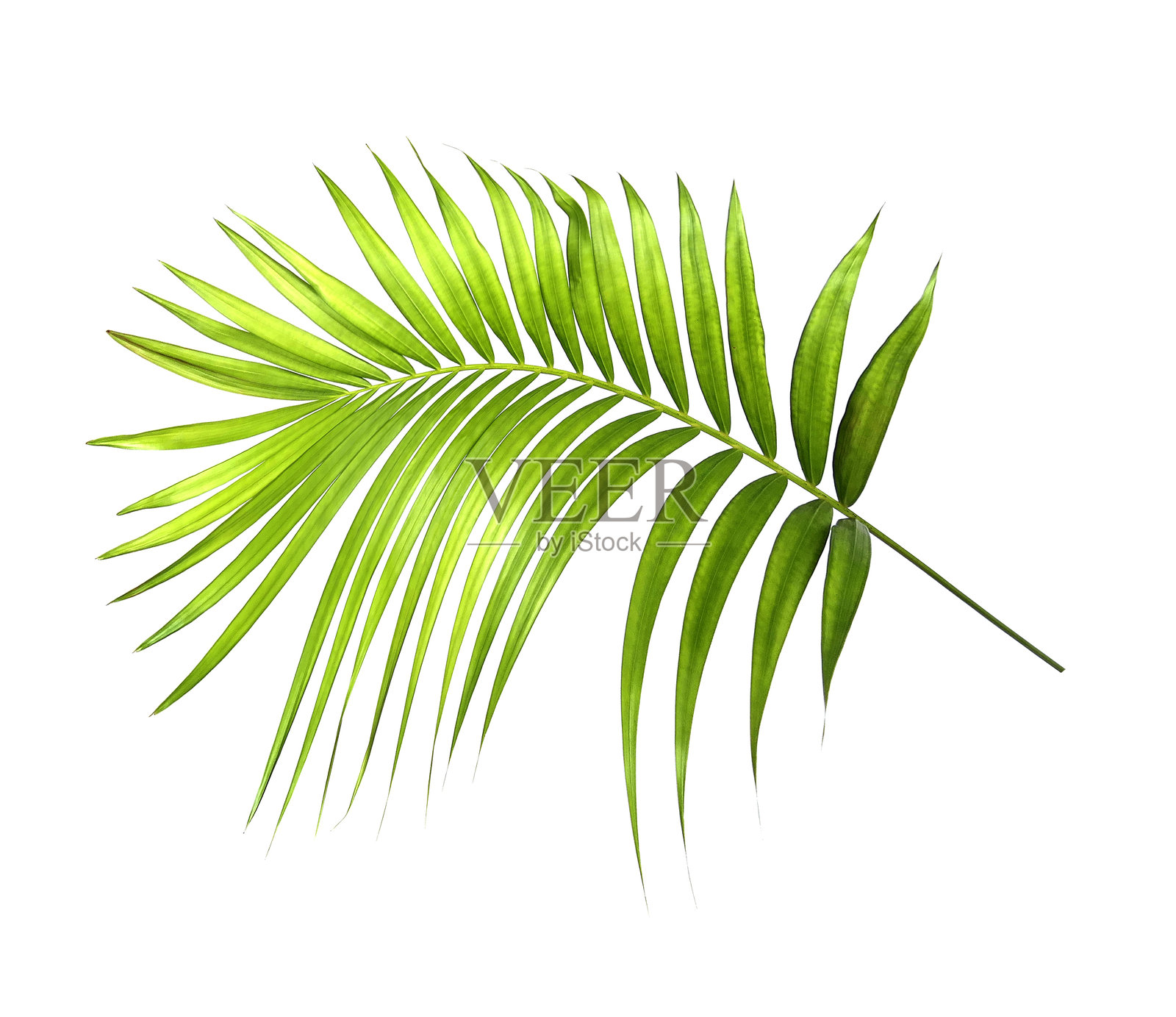 绿色棕榈叶在白色背景上孤立展示照片摄影图片