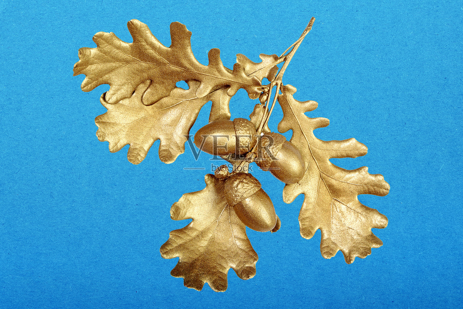 金色橡树枝。装饰性的秋叶。蓝色背景上的金色叶子。蓝色纸板。蓝色纸张纹理。照片摄影图片