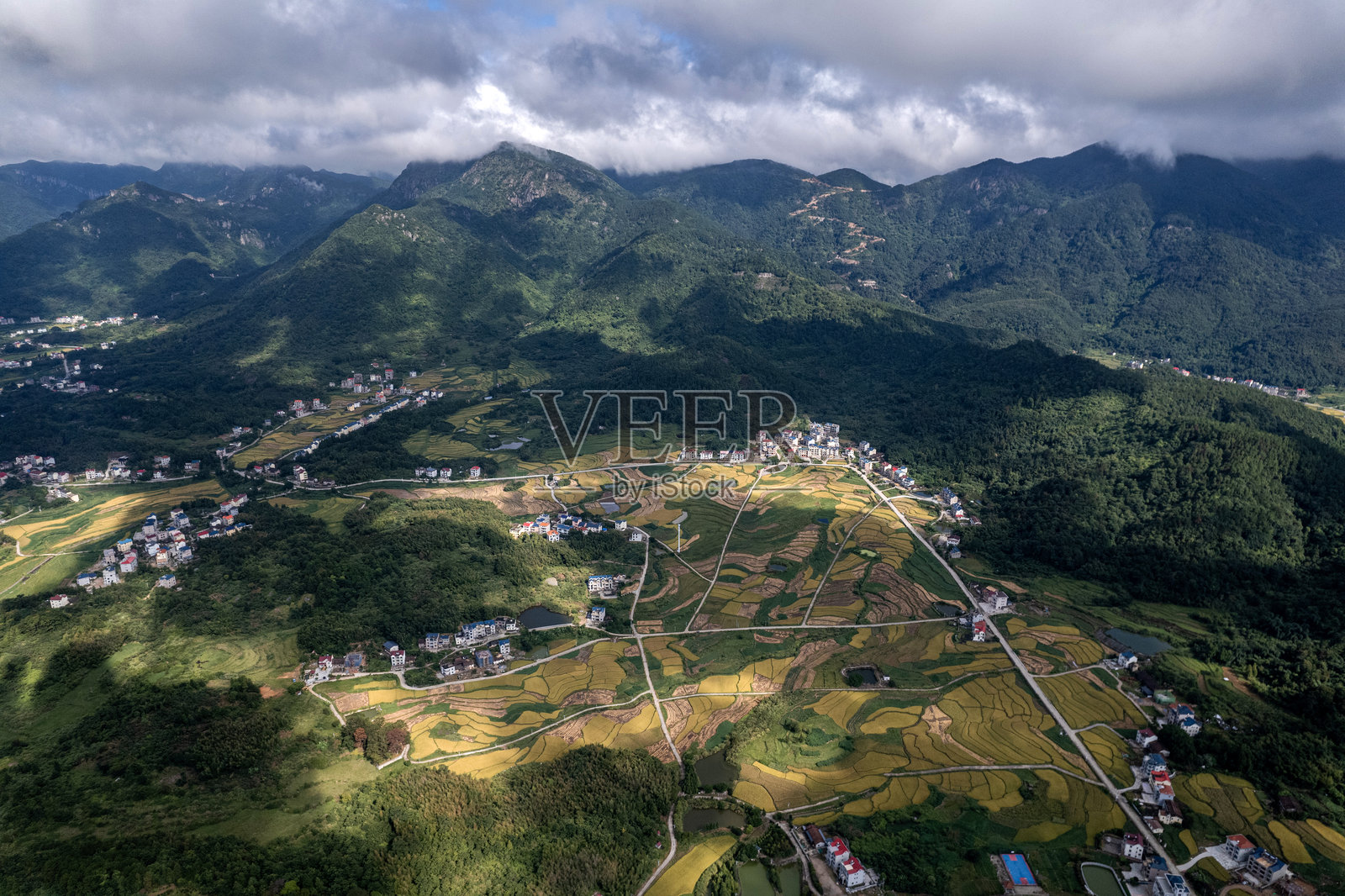 俯瞰一片成熟稻谷的乡村田野，附近有房屋。照片摄影图片