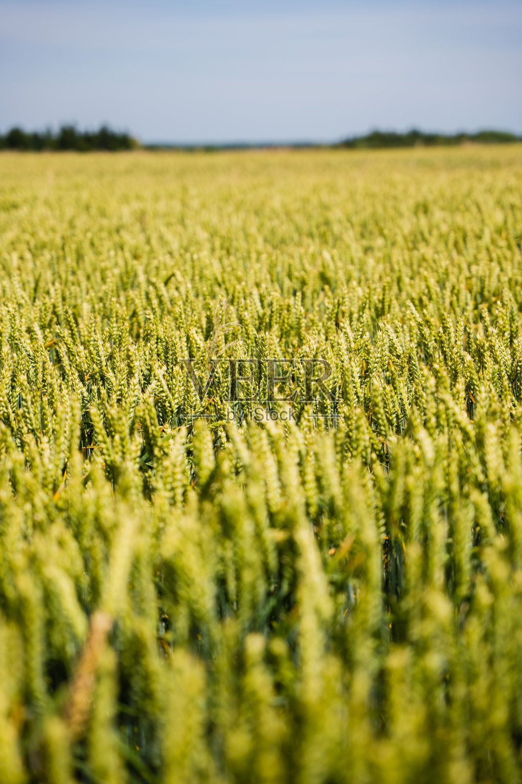 郁郁葱葱的绿色麦田在明亮的蓝天下展示农业的丰饶照片摄影图片