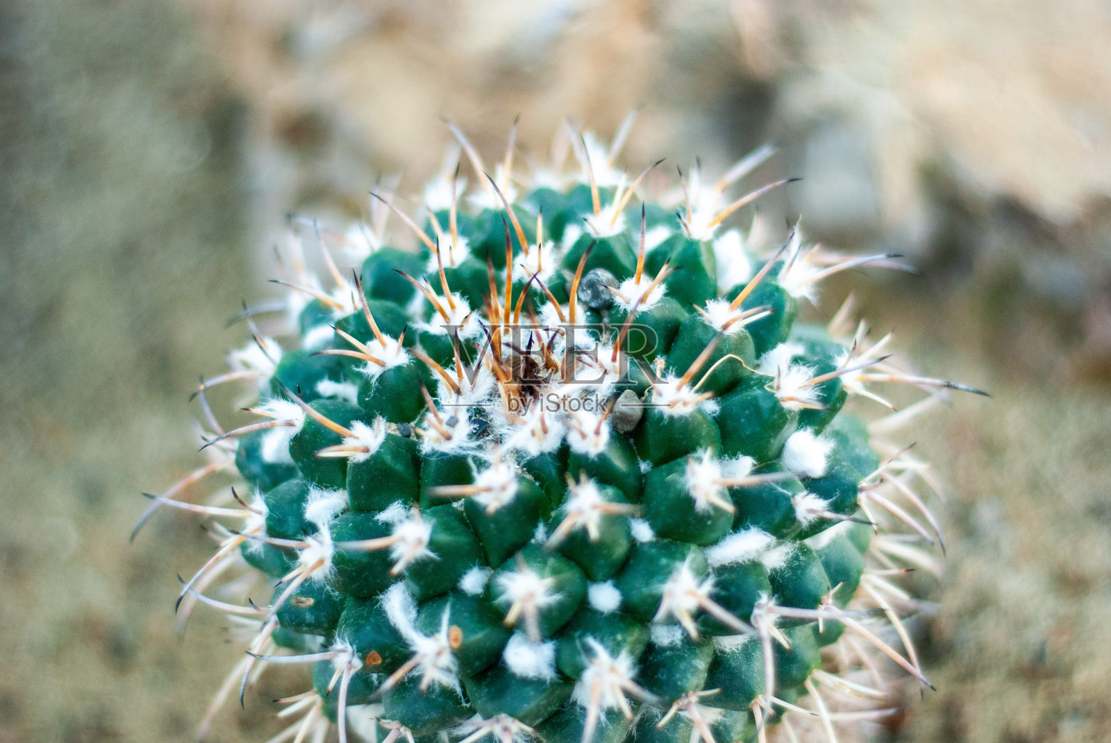 羽毛仙人掌 (Mammillaria plumosa)照片摄影图片