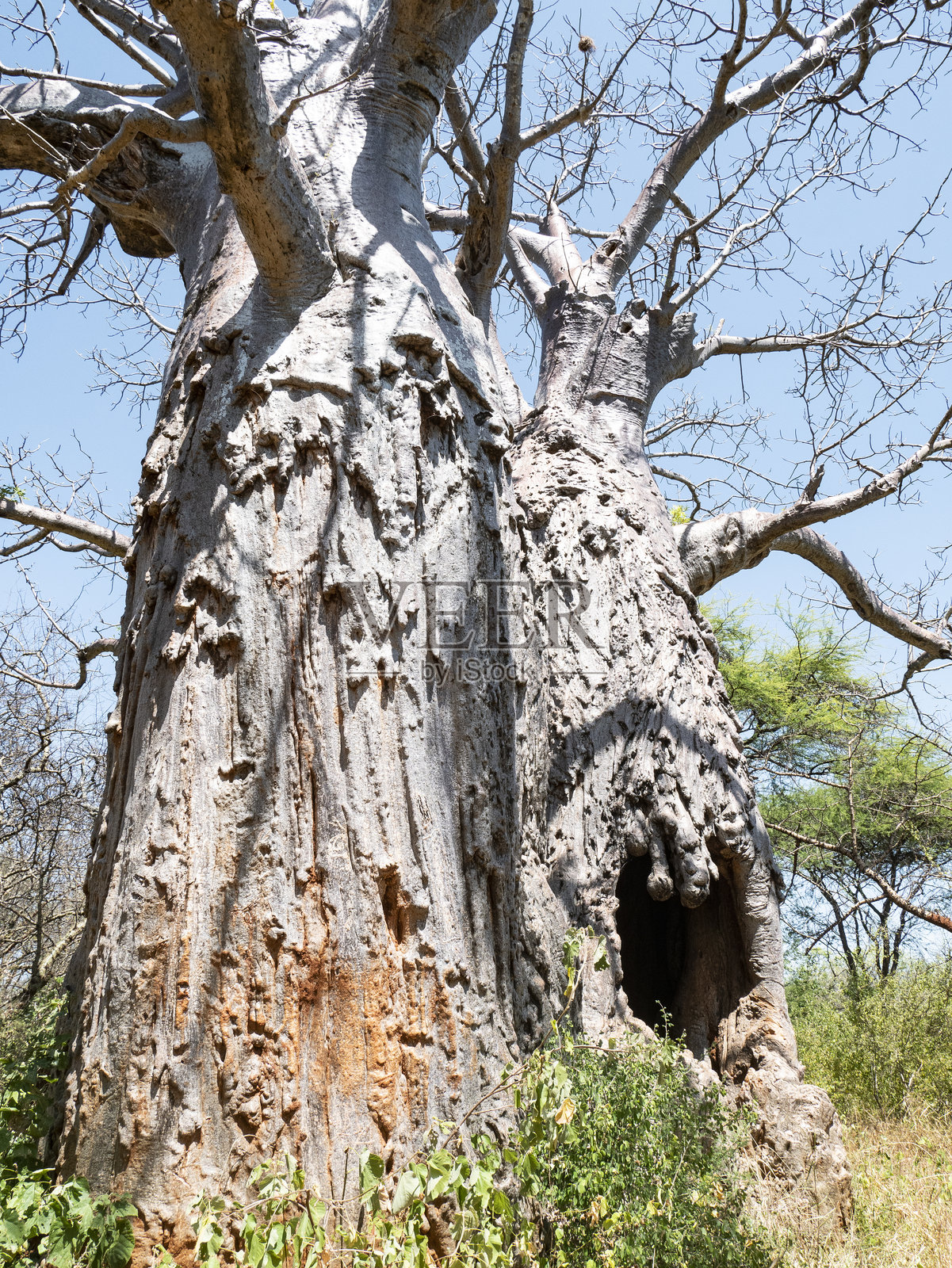梅鲁国家公园的姆瓦里亚马斯猴面包树洞穴照片摄影图片