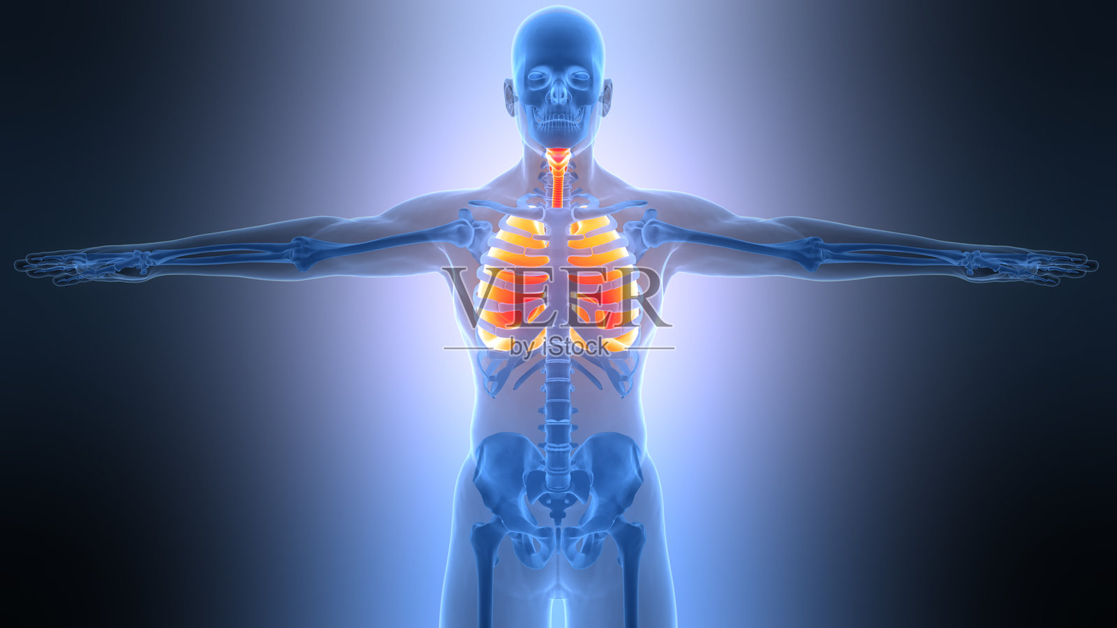 人类呼吸系统肺部解剖照片摄影图片