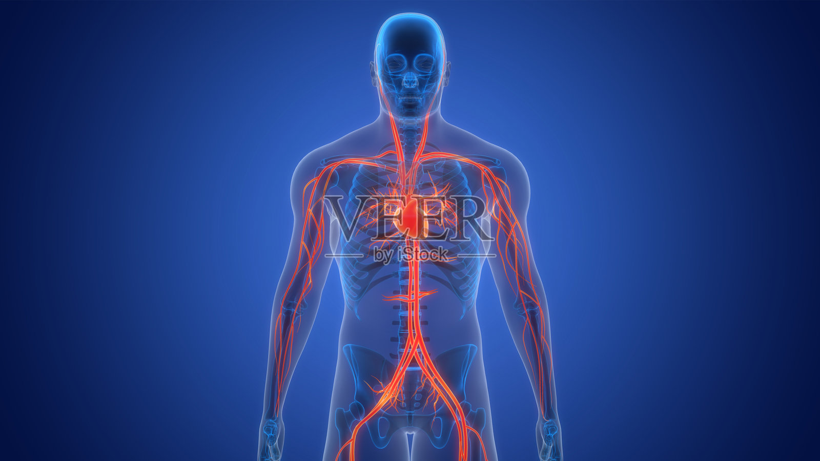 人类循环系统心脏解剖结构照片摄影图片