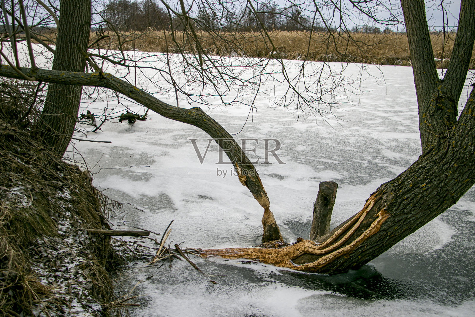 海狸在啃食树干。照片摄影图片