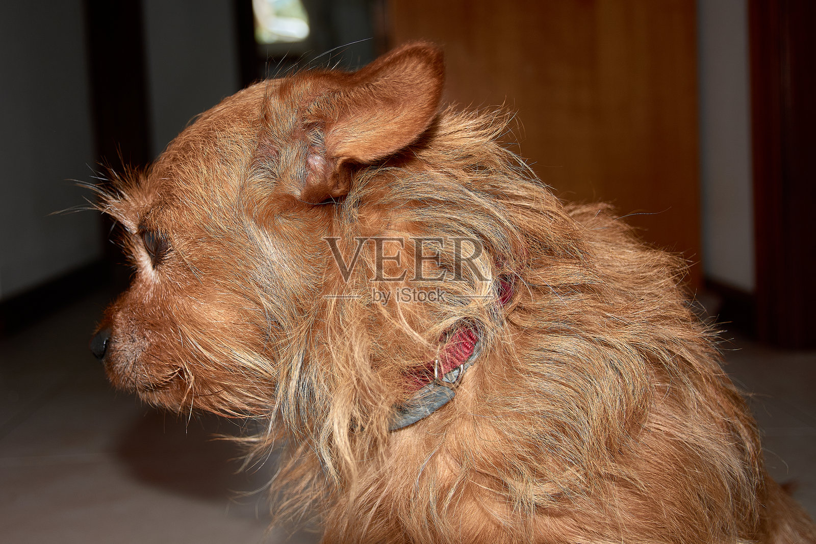 一只红色的犬类主角在明亮的家中躺着，脸上流露出忧郁的神情。照片摄影图片