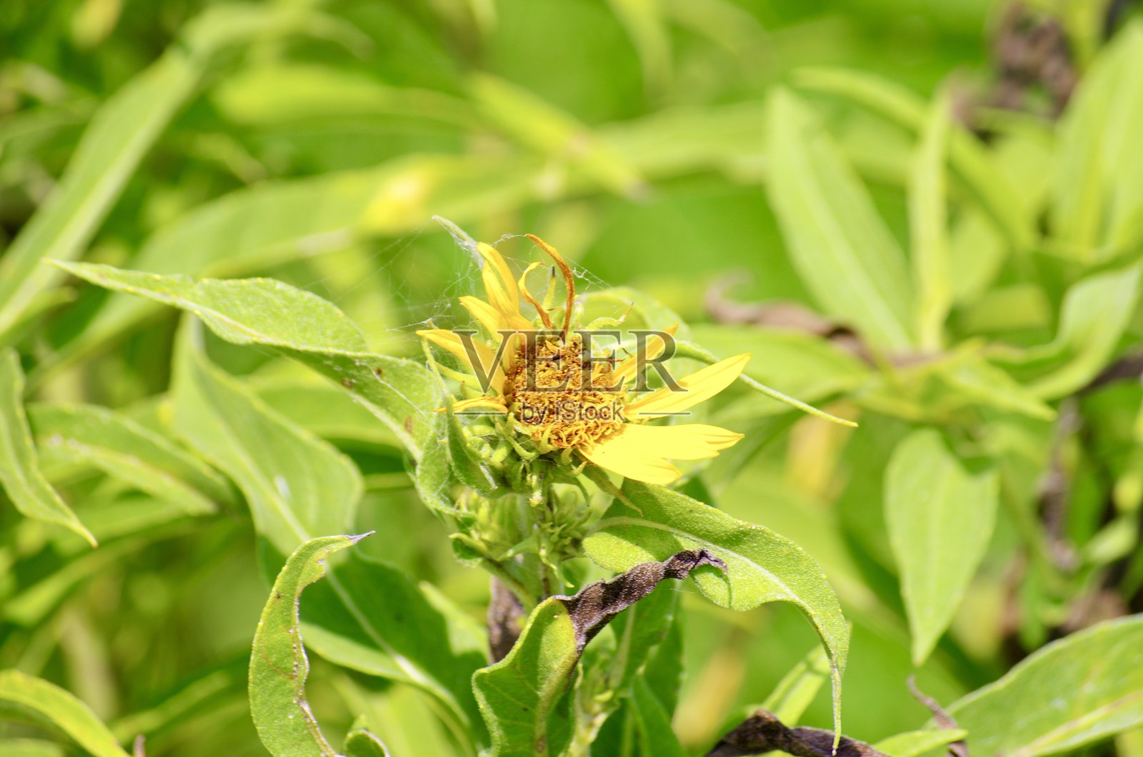 花照片摄影图片