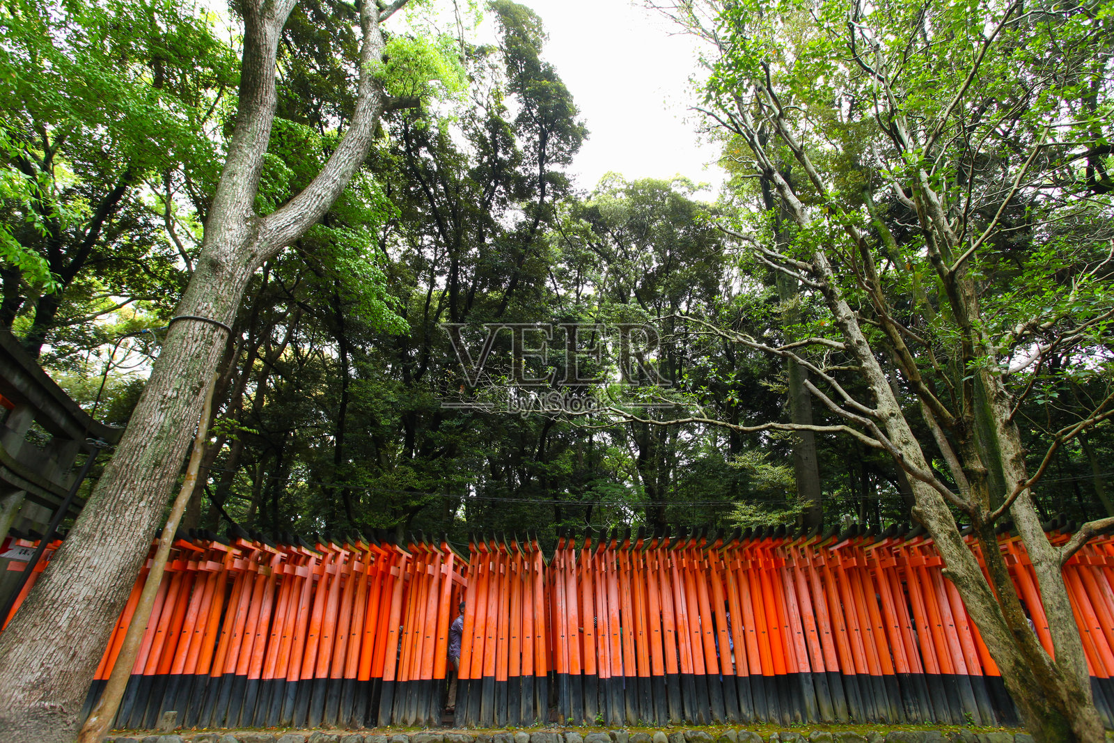 京都伏见稻荷大社的鸟居照片摄影图片