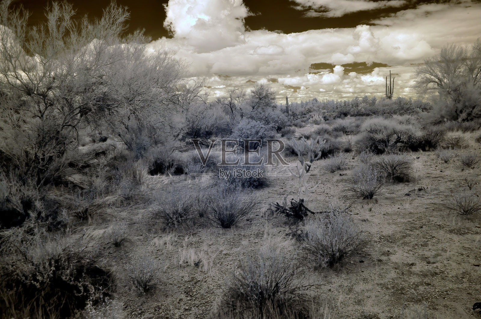 亚利桑那州索诺兰沙漠红外线摄影照片摄影图片