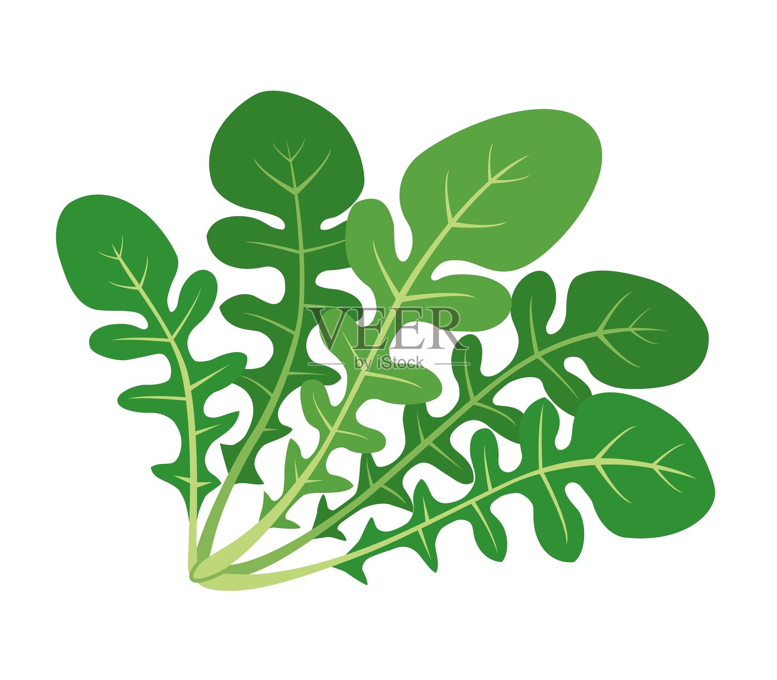 孤立在白色背景上的芝麻菜图标插画图片素材