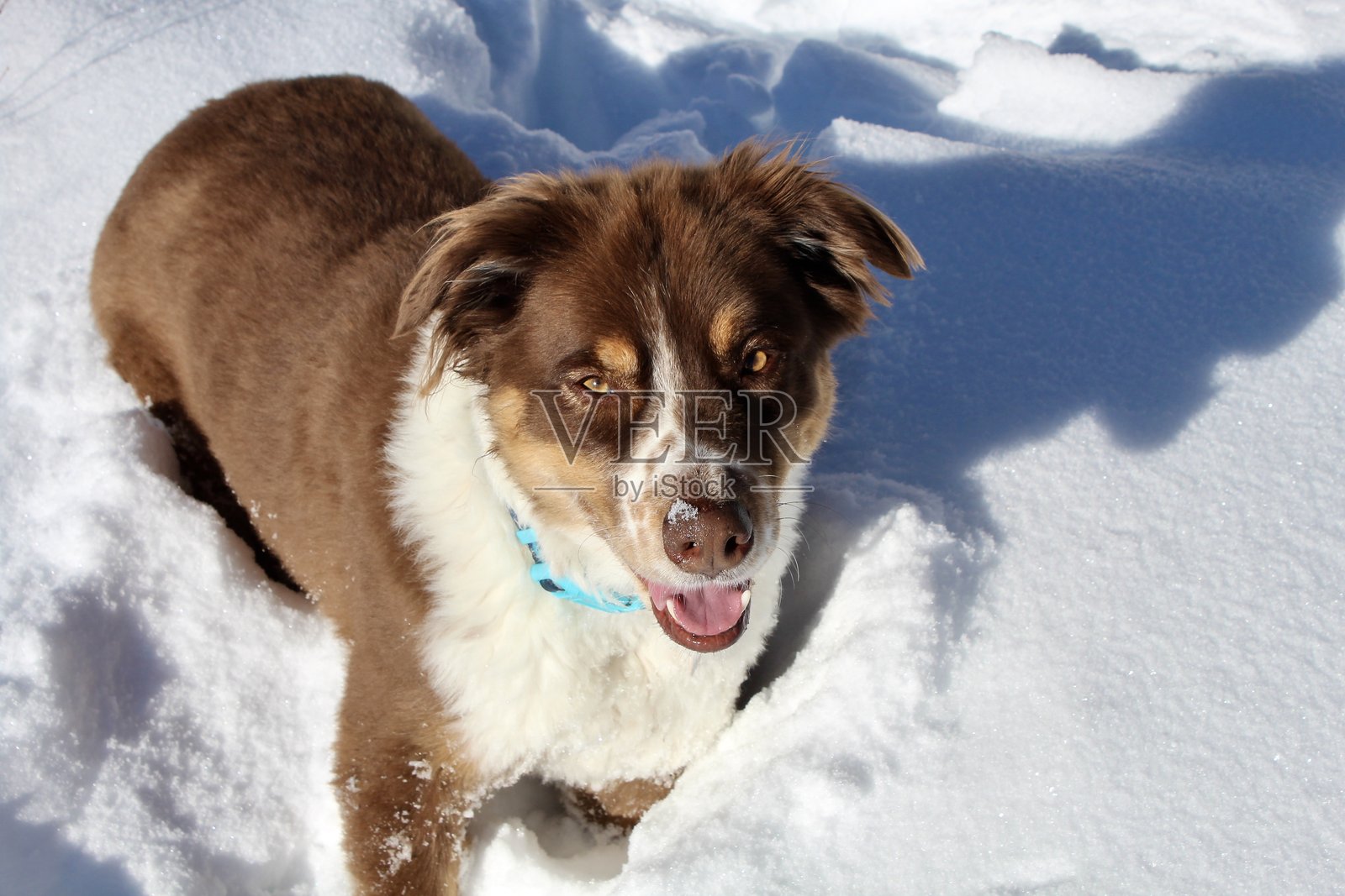 冬天里的狗照片摄影图片